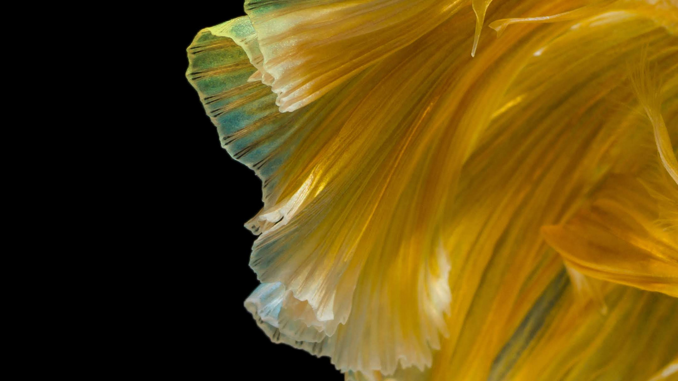 Обои Huawei, Huawei Nova, Huawei Nova 4, hnh nn huawei nova 4, Huawei Nova 3 в разрешении 1366x768