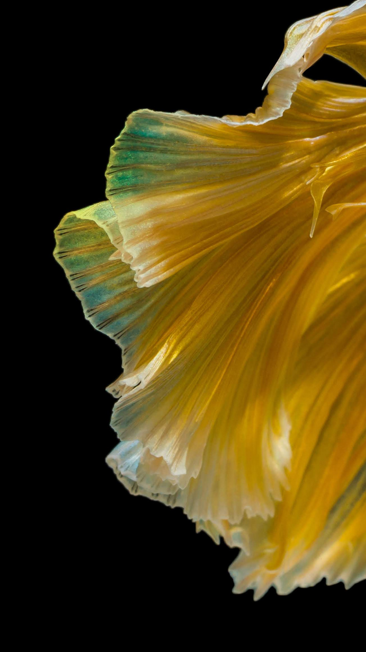 Обои Huawei, Huawei Nova, Huawei Nova 4, hnh nn huawei nova 4, Huawei Nova 3 в разрешении 750x1334