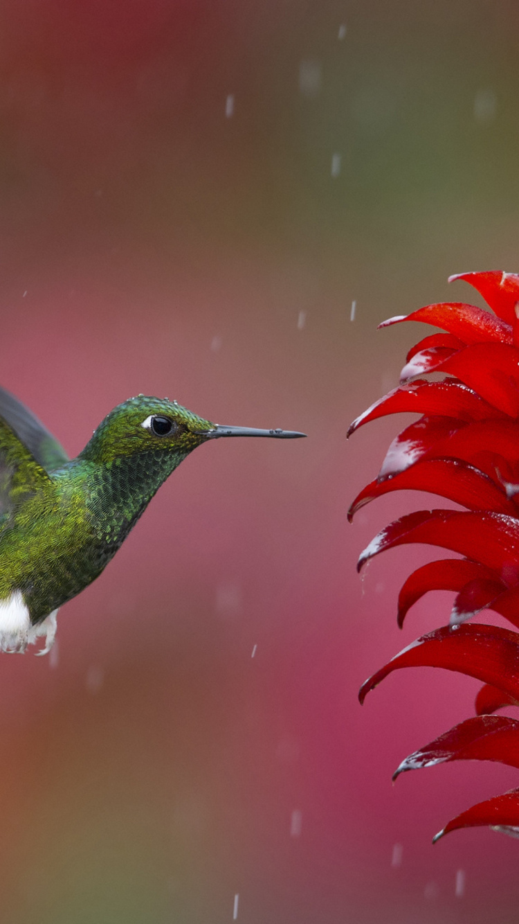 Обои птица, Колибри, клюв, нектар, Рубиновогорлый колибри в разрешении 750x1334