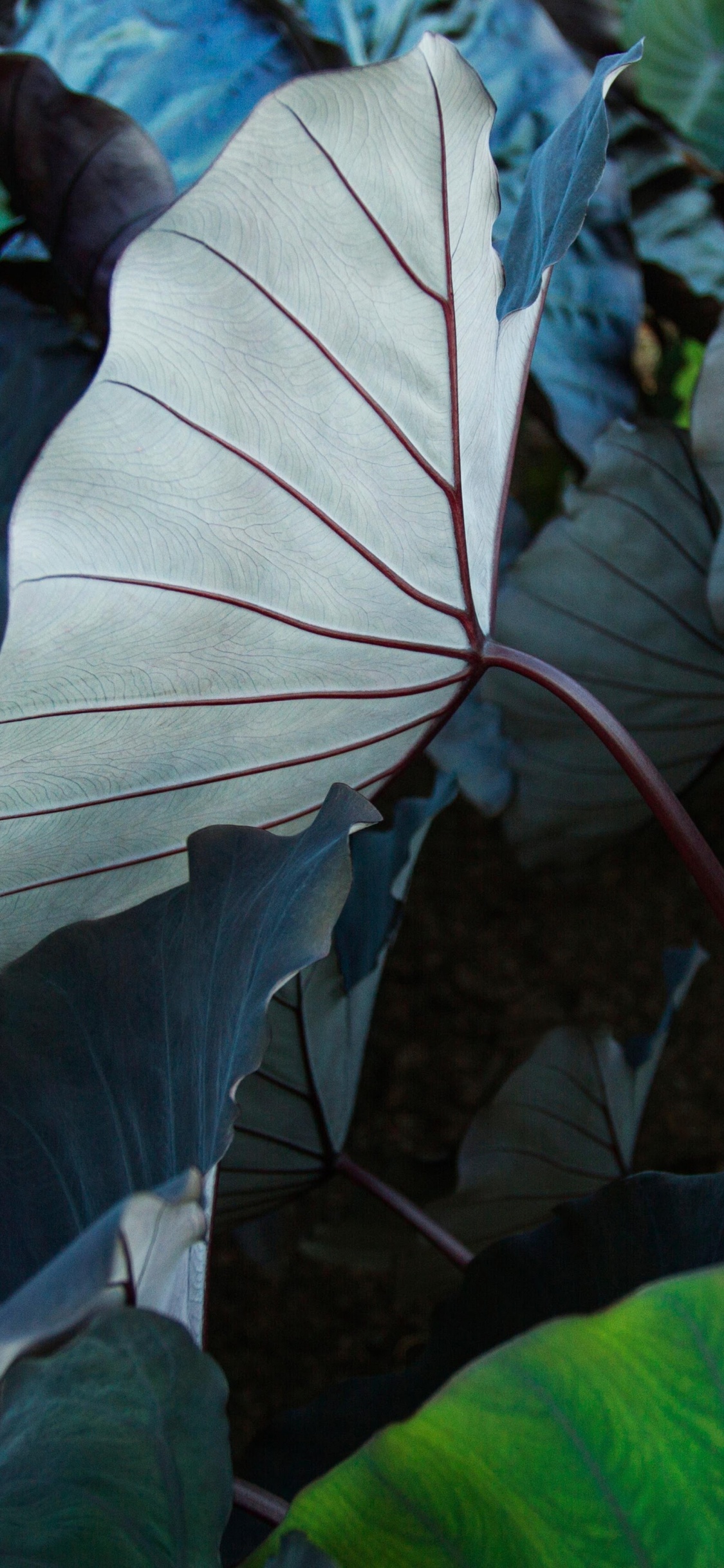 Обои айпад, ipad pro, apple, iPad Pro 2017, яблоко в разрешении 1125x2436