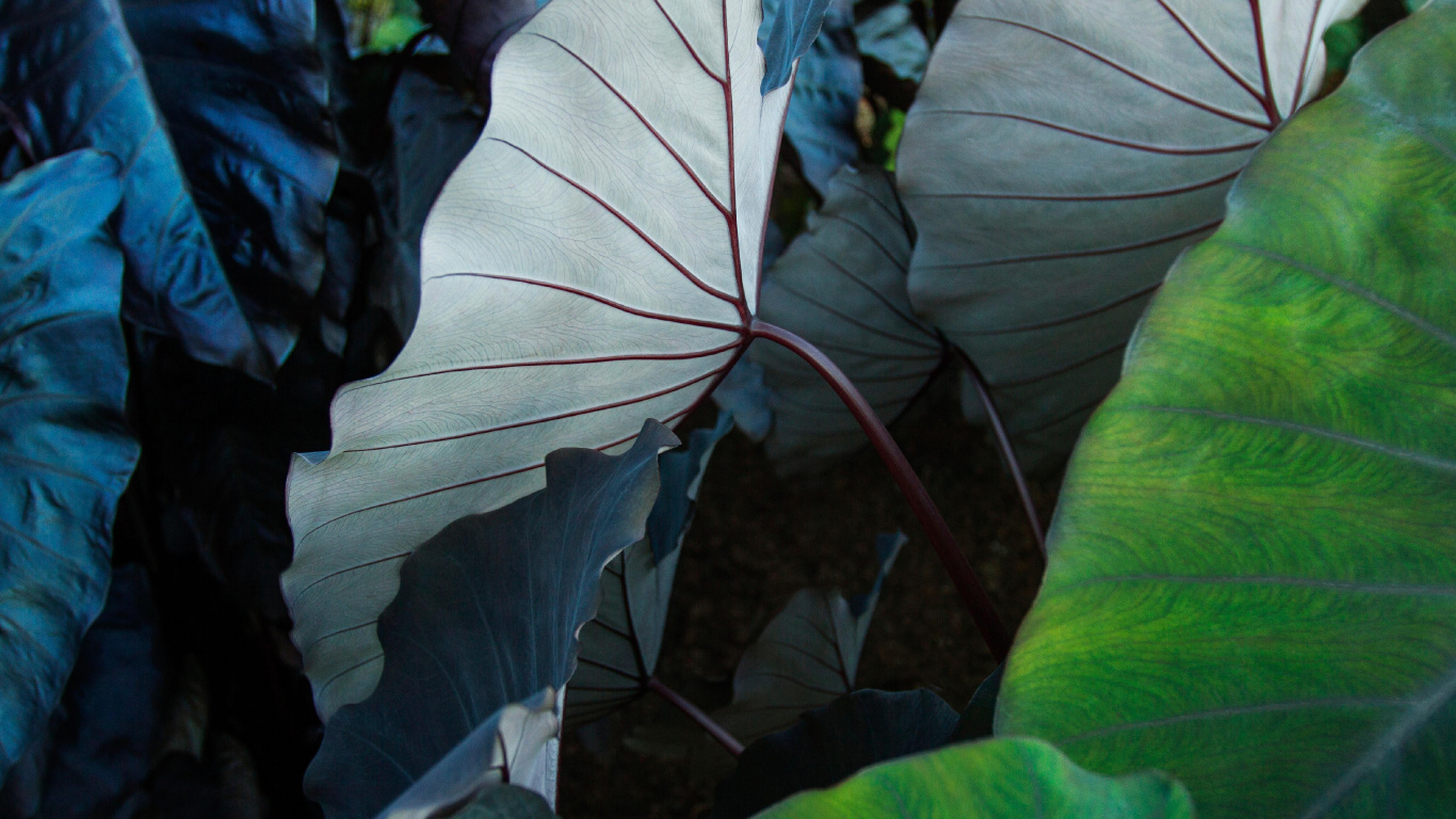 Обои айпад, ipad pro, apple, iPad Pro 2017, яблоко в разрешении 1366x768