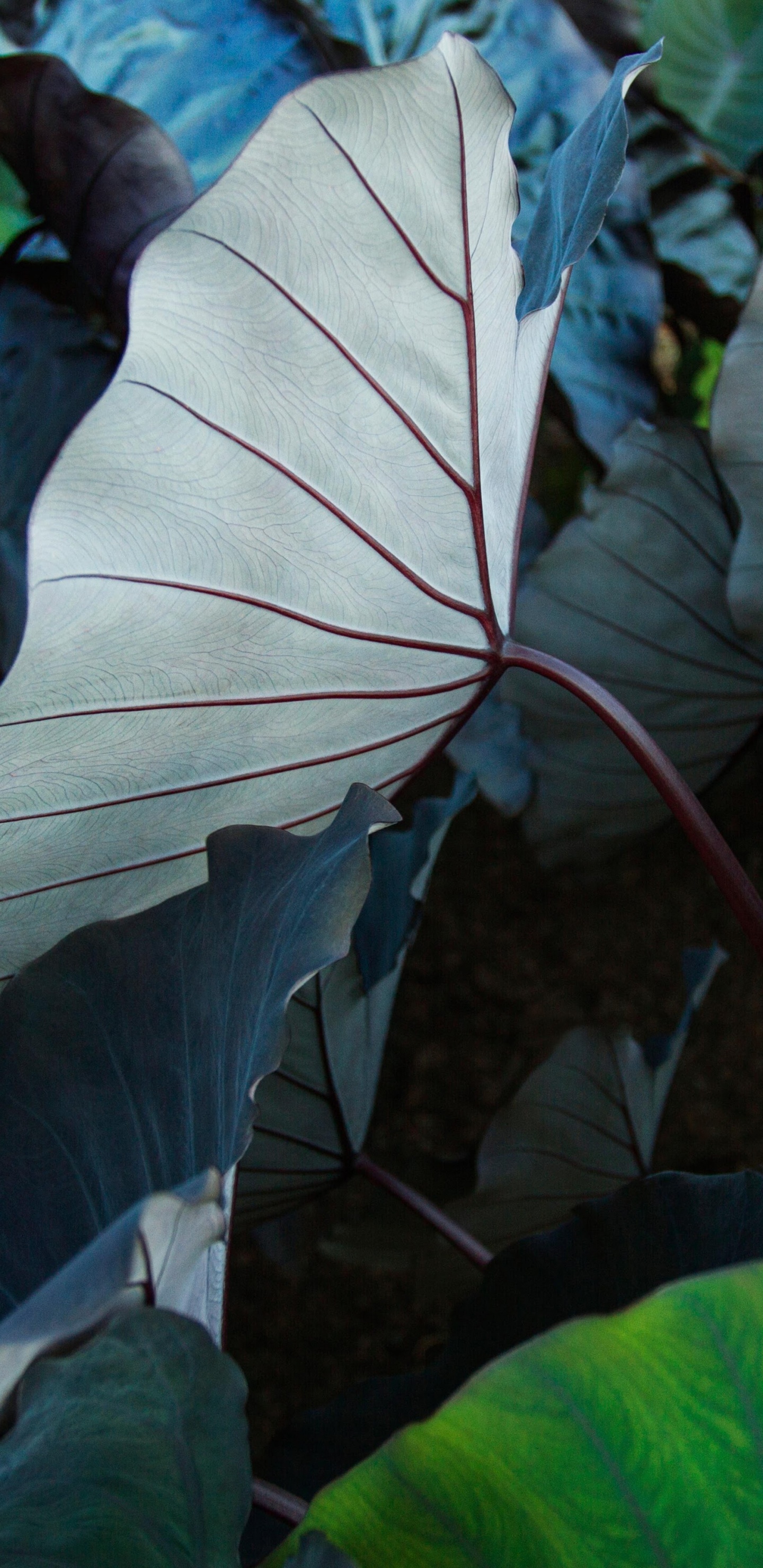 Обои айпад, ipad pro, apple, iPad Pro 2017, яблоко в разрешении 1440x2960