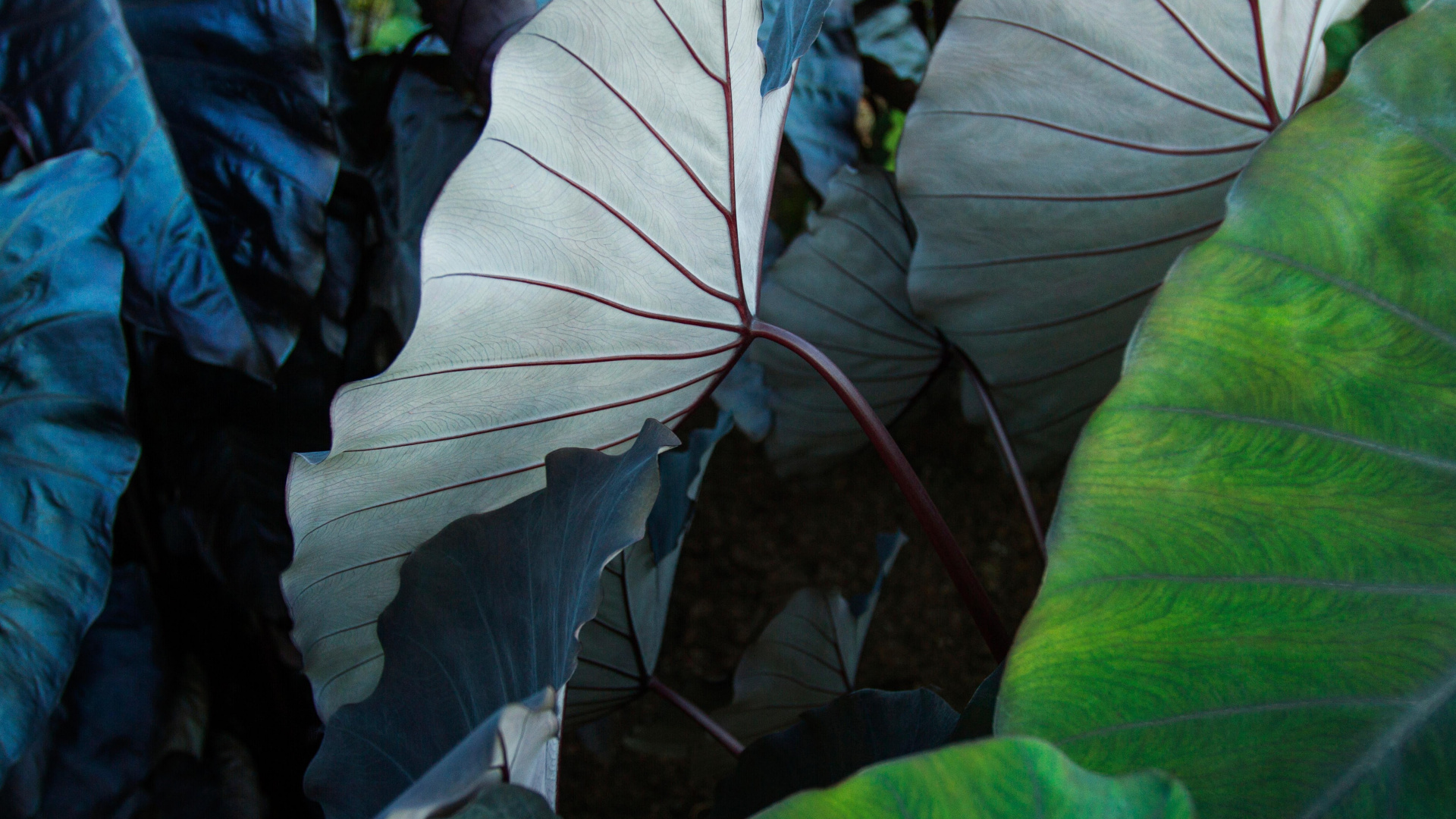 Обои айпад, ipad pro, apple, iPad Pro 2017, яблоко в разрешении 1920x1080