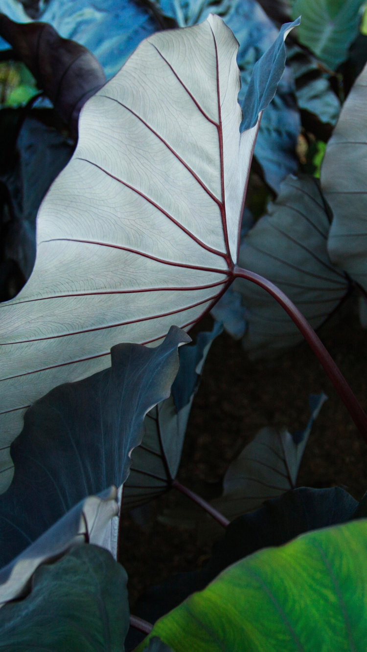 Обои айпад, ipad pro, apple, iPad Pro 2017, яблоко в разрешении 750x1334