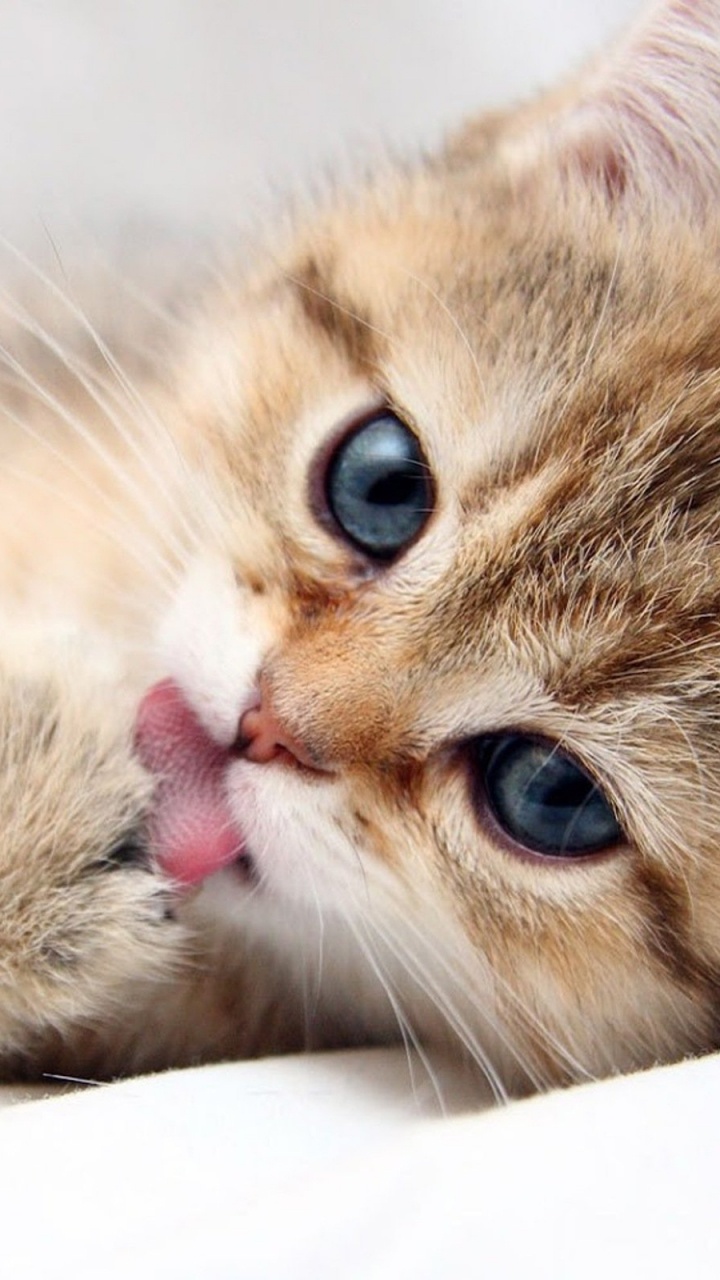 Обои милый котенок, котенок, привлекательность, морда, домашнее животное в разрешении 720x1280