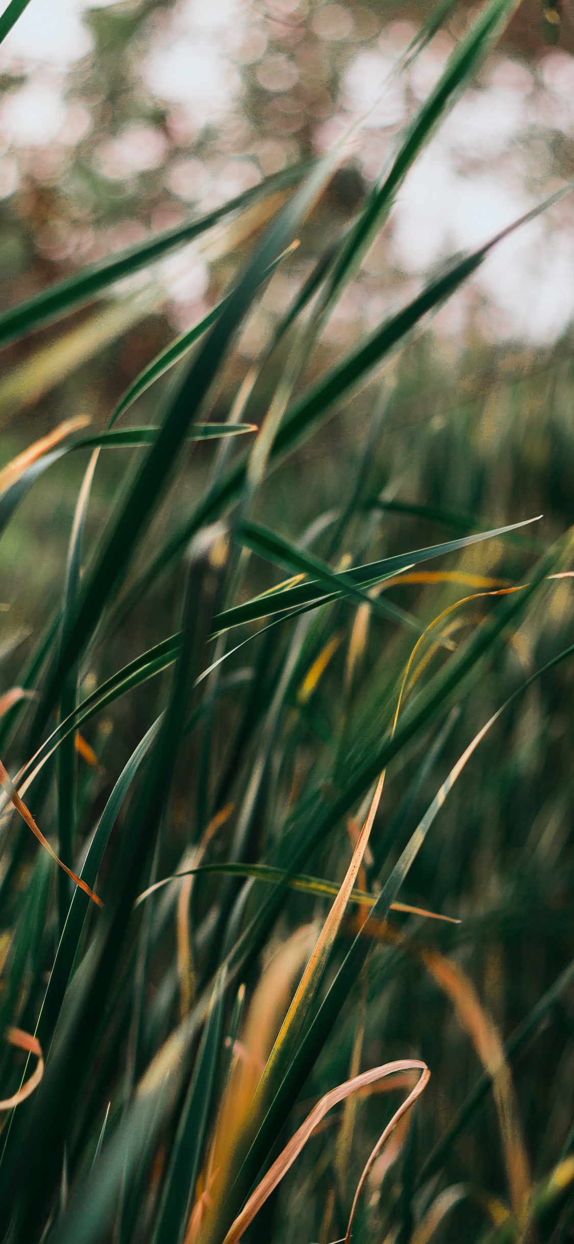 Обои рассада, травянистое растение, газон, трава, зеленый в разрешении 1125x2436