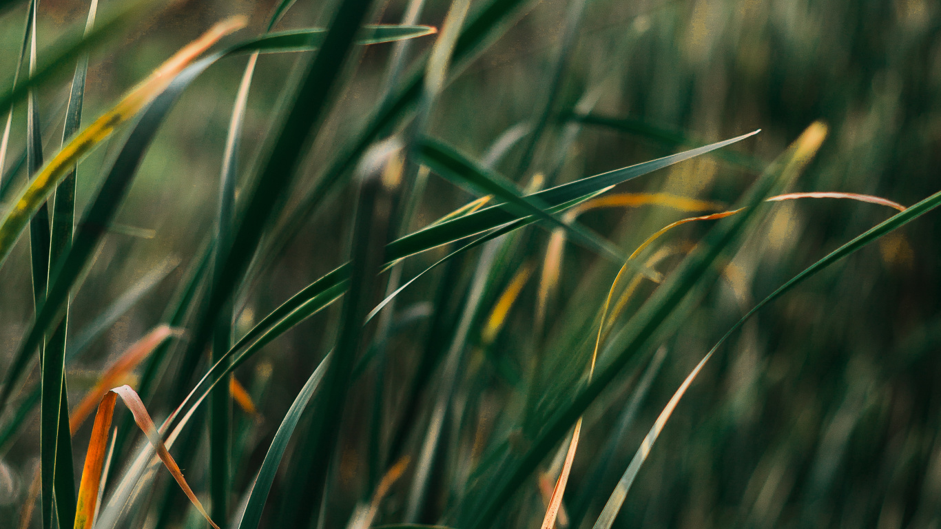 Обои рассада, травянистое растение, газон, трава, зеленый в разрешении 1366x768