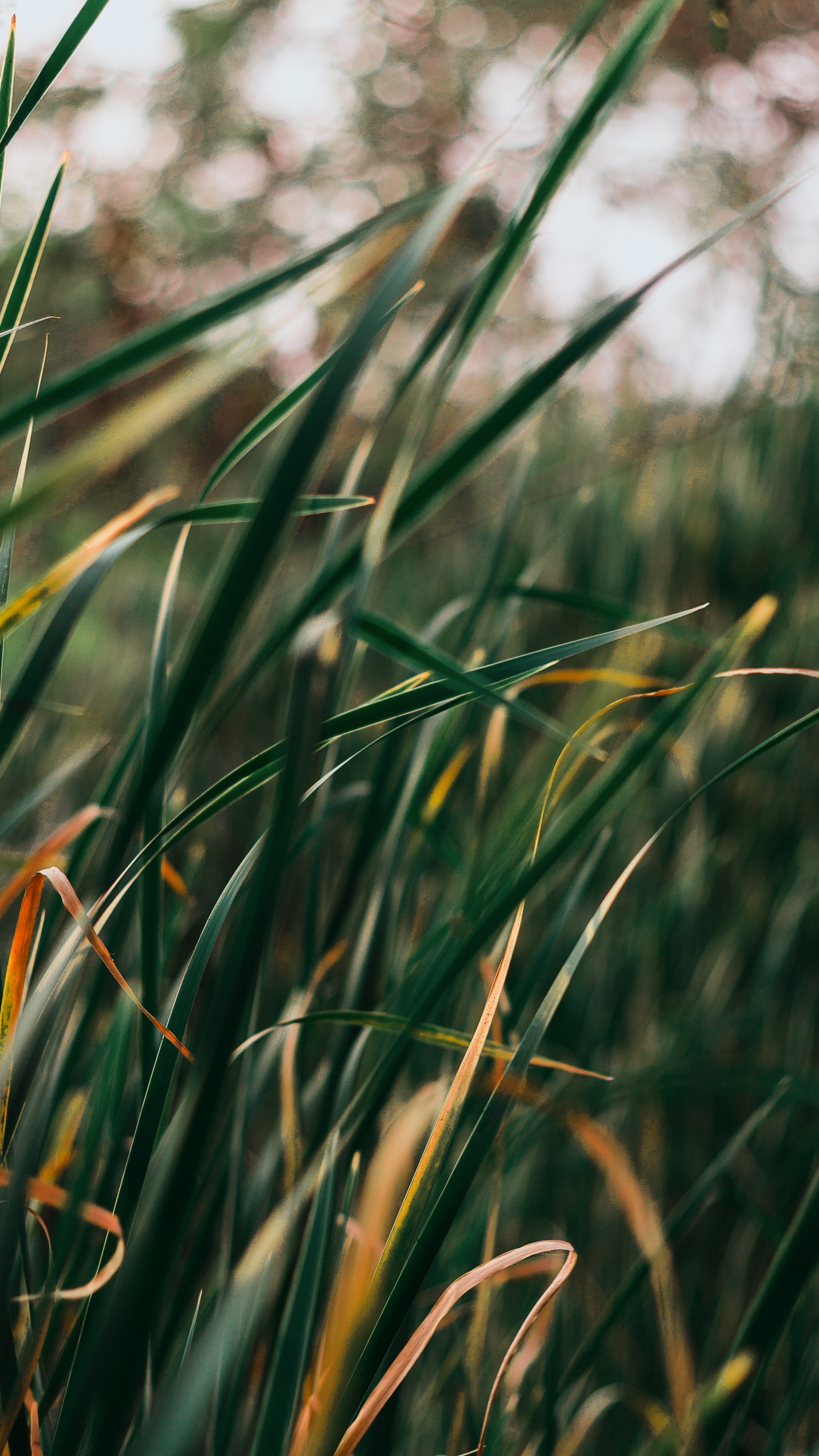 Обои рассада, травянистое растение, газон, трава, зеленый в разрешении 1440x2560