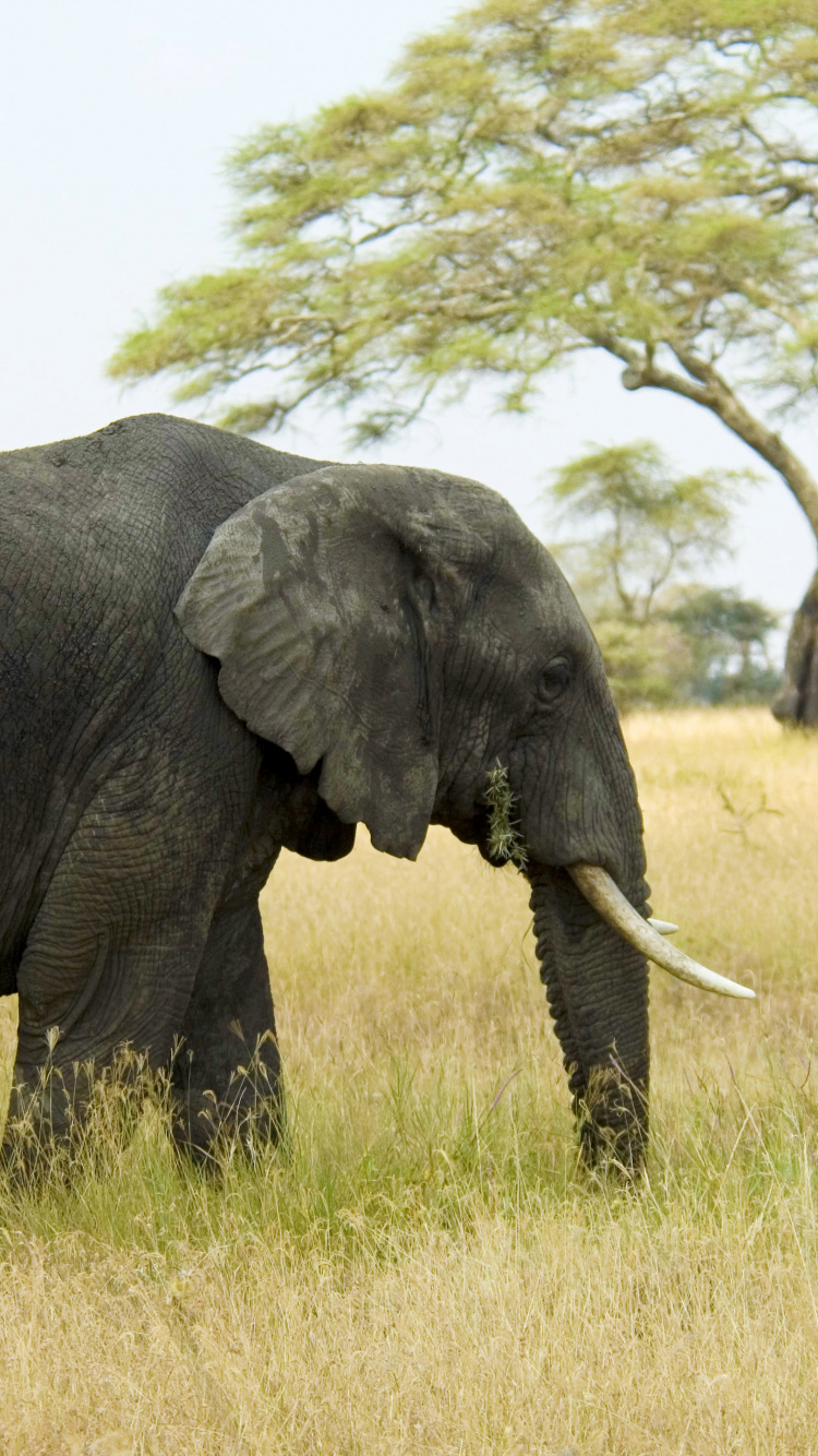 Обои африканский слон Буша, Слон, слон питьевая вода, растение, растительное сообщество в разрешении 750x1334