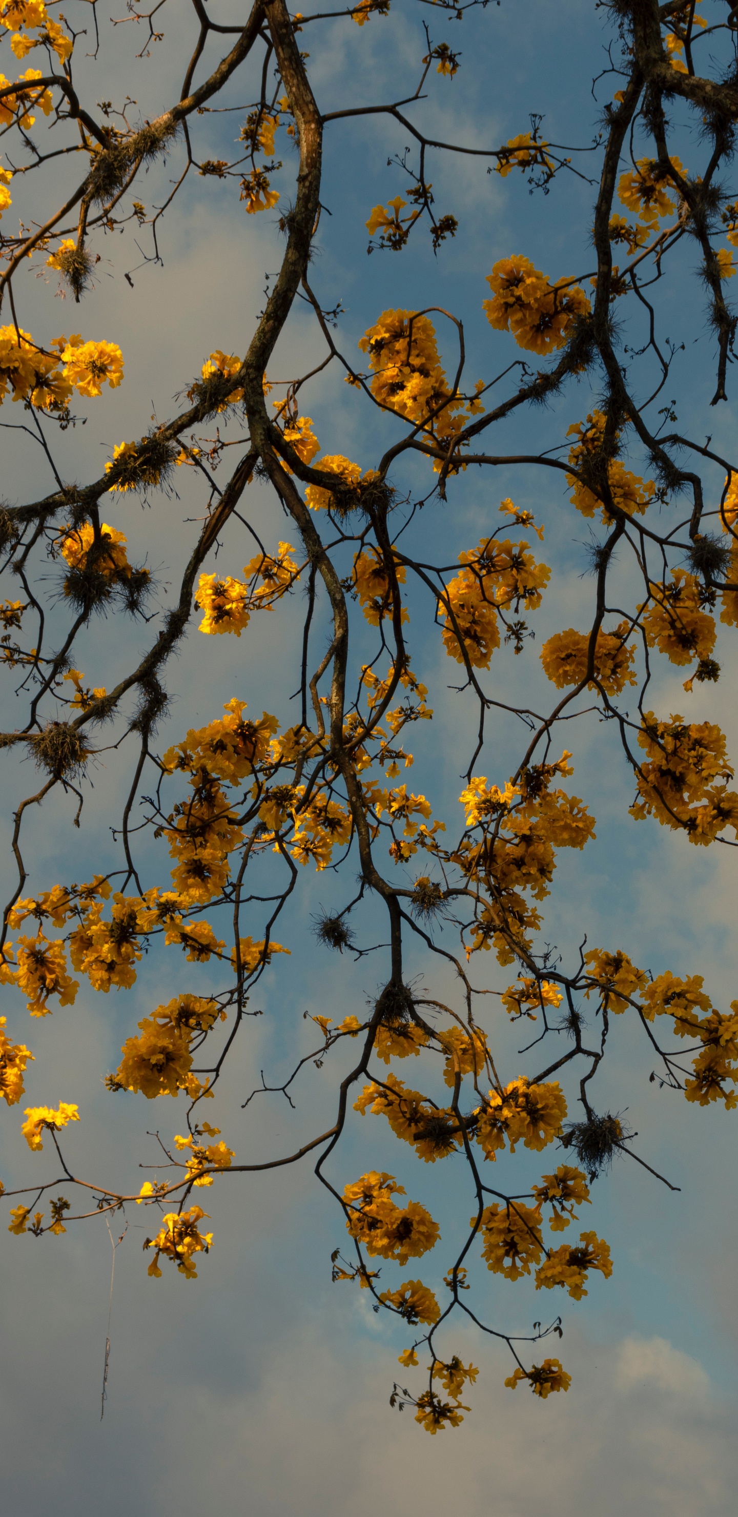 Обои дерево, ветвь, лист, прут, растение в разрешении 1440x2960