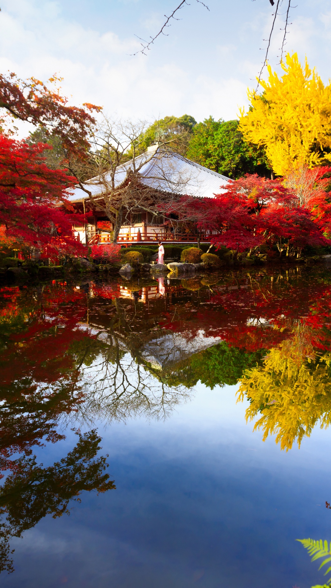 Обои природа, дерево, отражение, лист, осень в разрешении 1080x1920