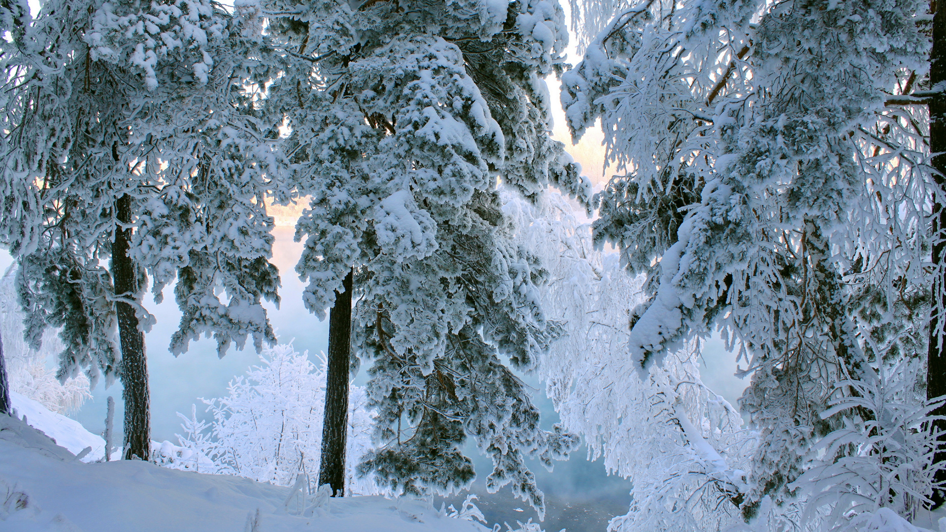 Обои снег, зима, мороз, дерево, замораживание в разрешении 1920x1080