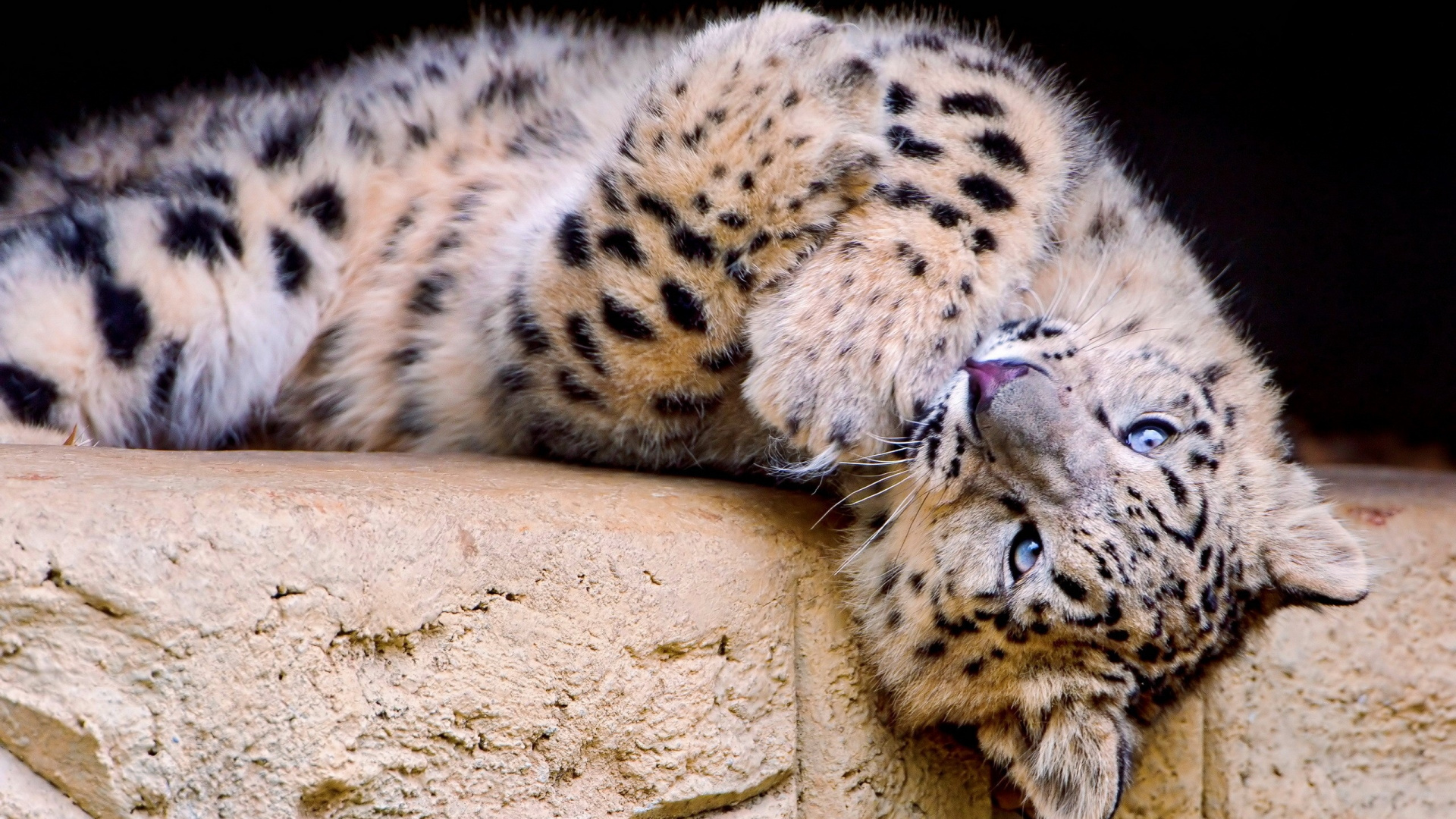 Обои снежный Барс, Леопард, живая природа, наземные животные, морда в разрешении 1920x1080