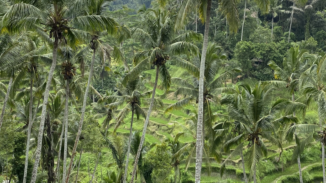 Обои растительность, природа, окружающая среда, растительное сообщество, дерево в разрешении 1366x768