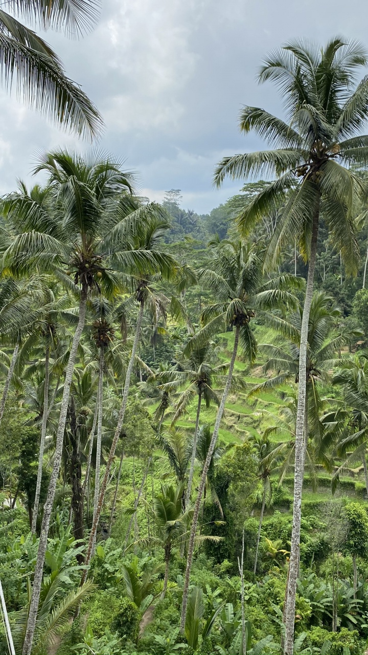 Обои растительность, природа, окружающая среда, растительное сообщество, дерево в разрешении 720x1280