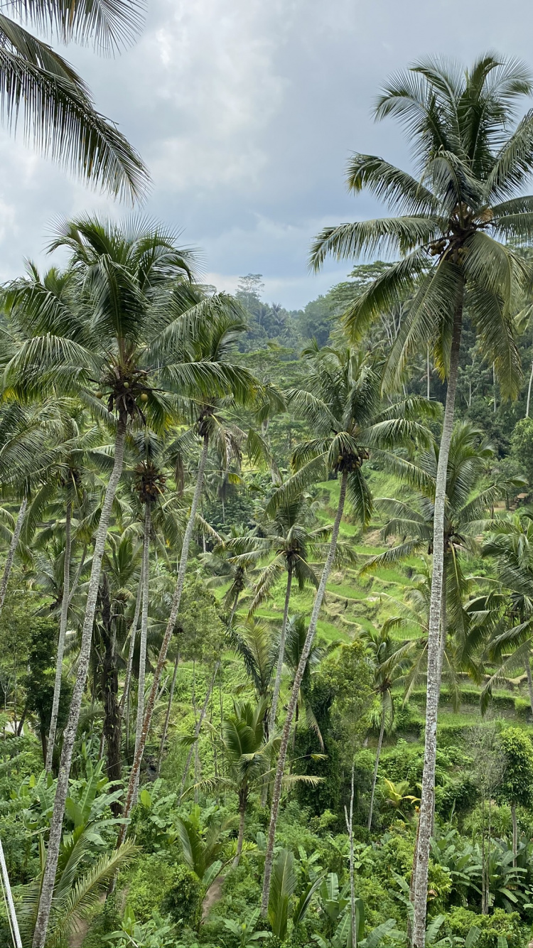 Обои растительность, природа, окружающая среда, растительное сообщество, дерево в разрешении 750x1334