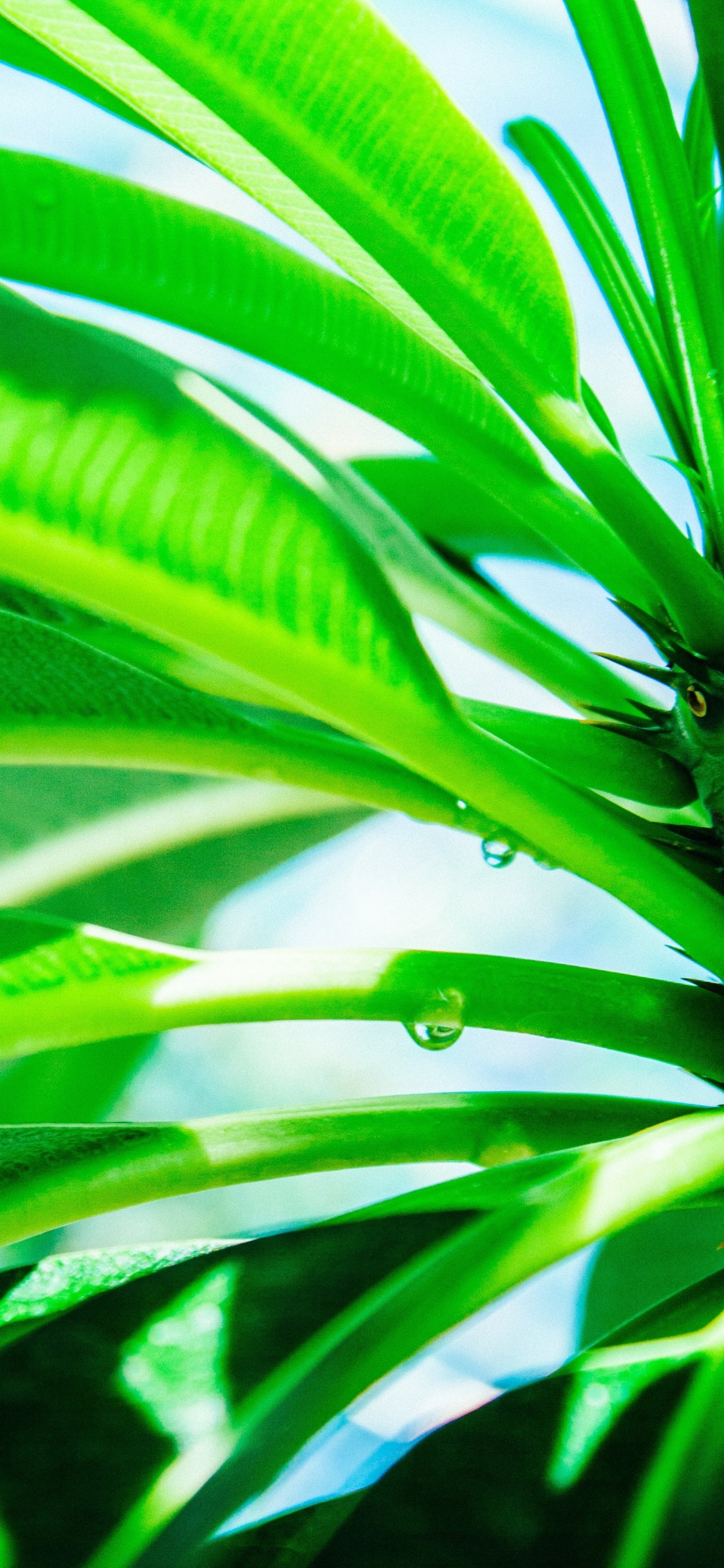 Обои рассада, лист, роса, зеленый, растение в разрешении 1125x2436