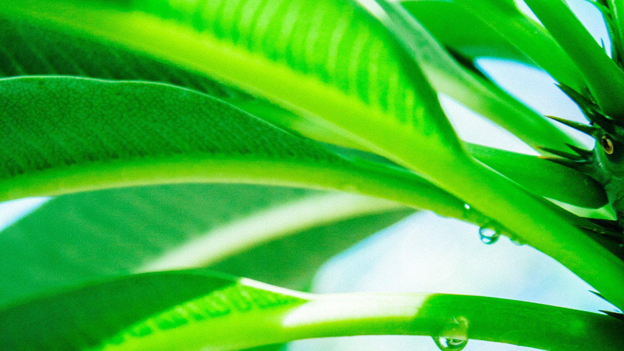 Обои рассада, лист, роса, зеленый, растение в разрешении 1280x720