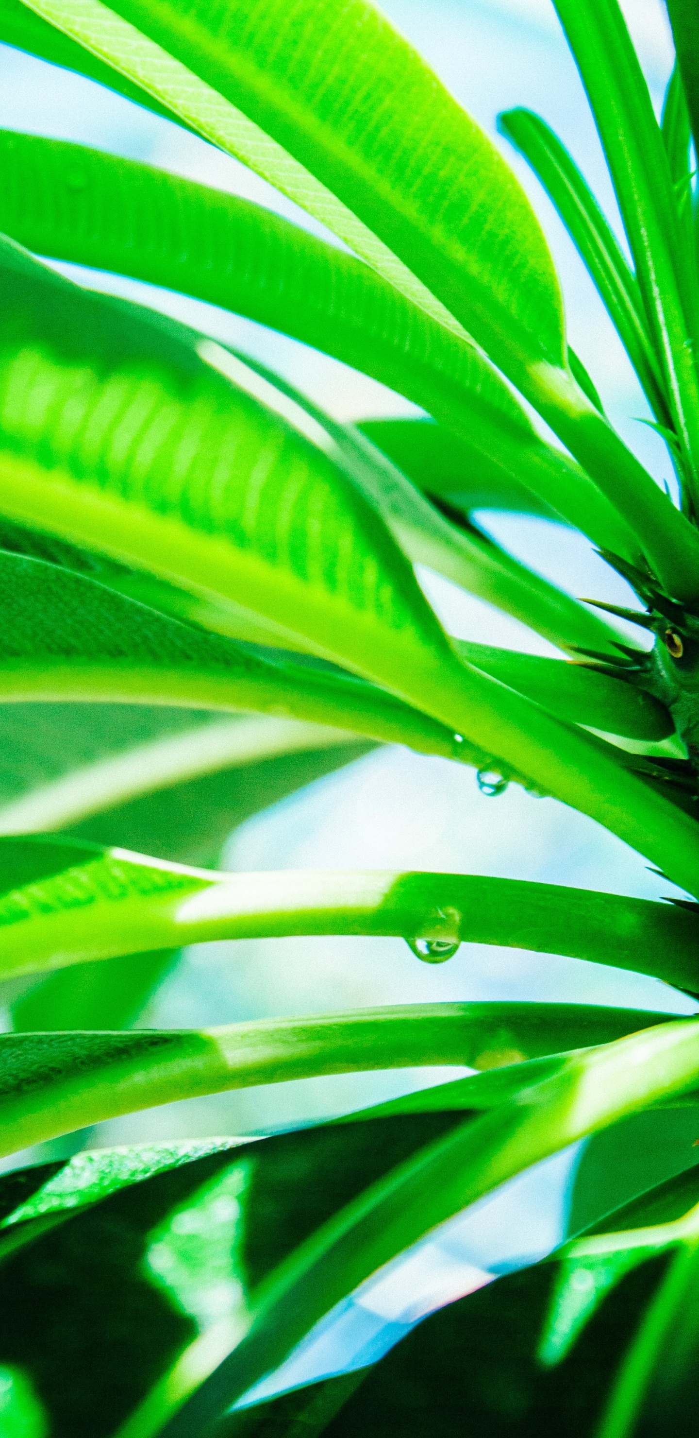 Обои рассада, лист, роса, зеленый, растение в разрешении 1440x2960