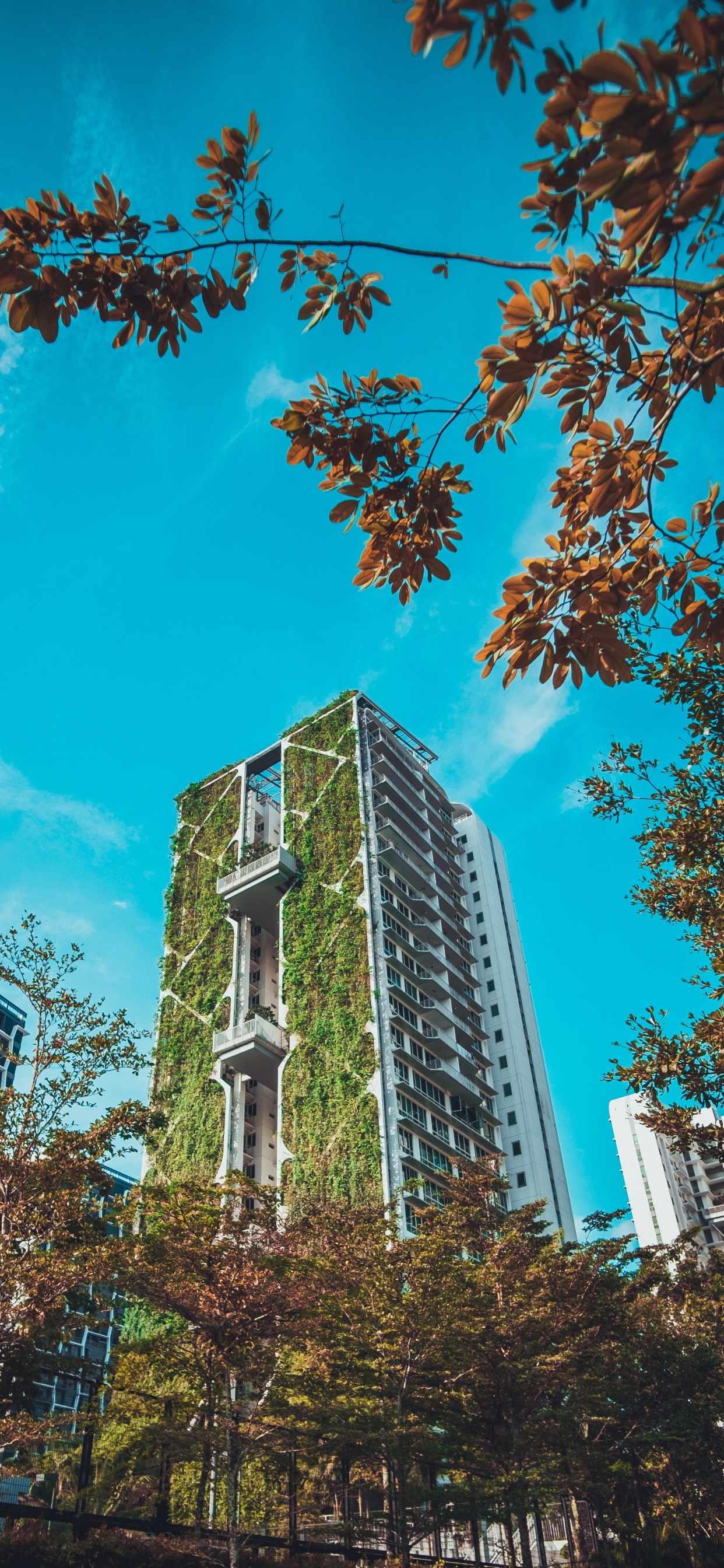 Обои архитектура, сад, Сингапур, здание, городской район в разрешении 1242x2688