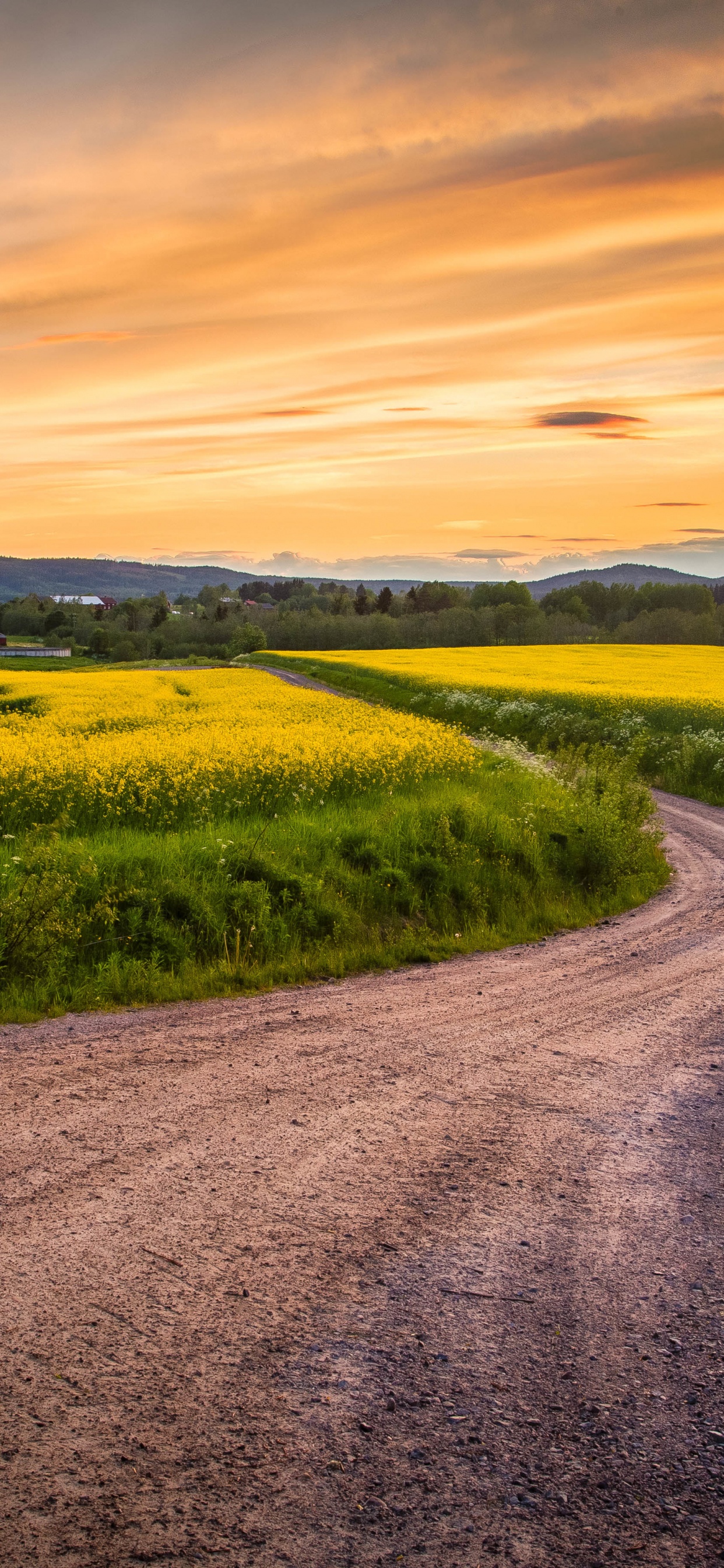 Обои горизонт, дорога, поле, закат, желтый в разрешении 1242x2688