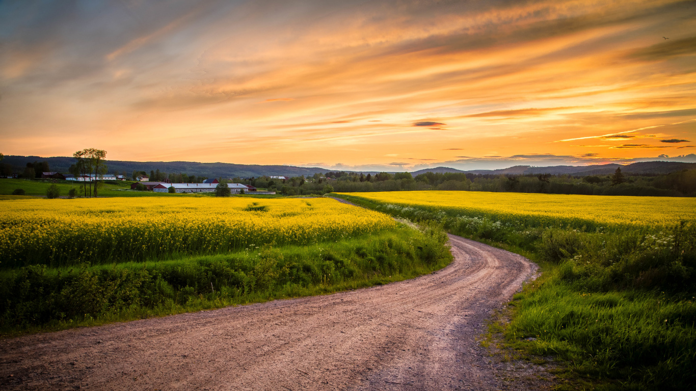 Обои горизонт, дорога, поле, закат, желтый в разрешении 1366x768