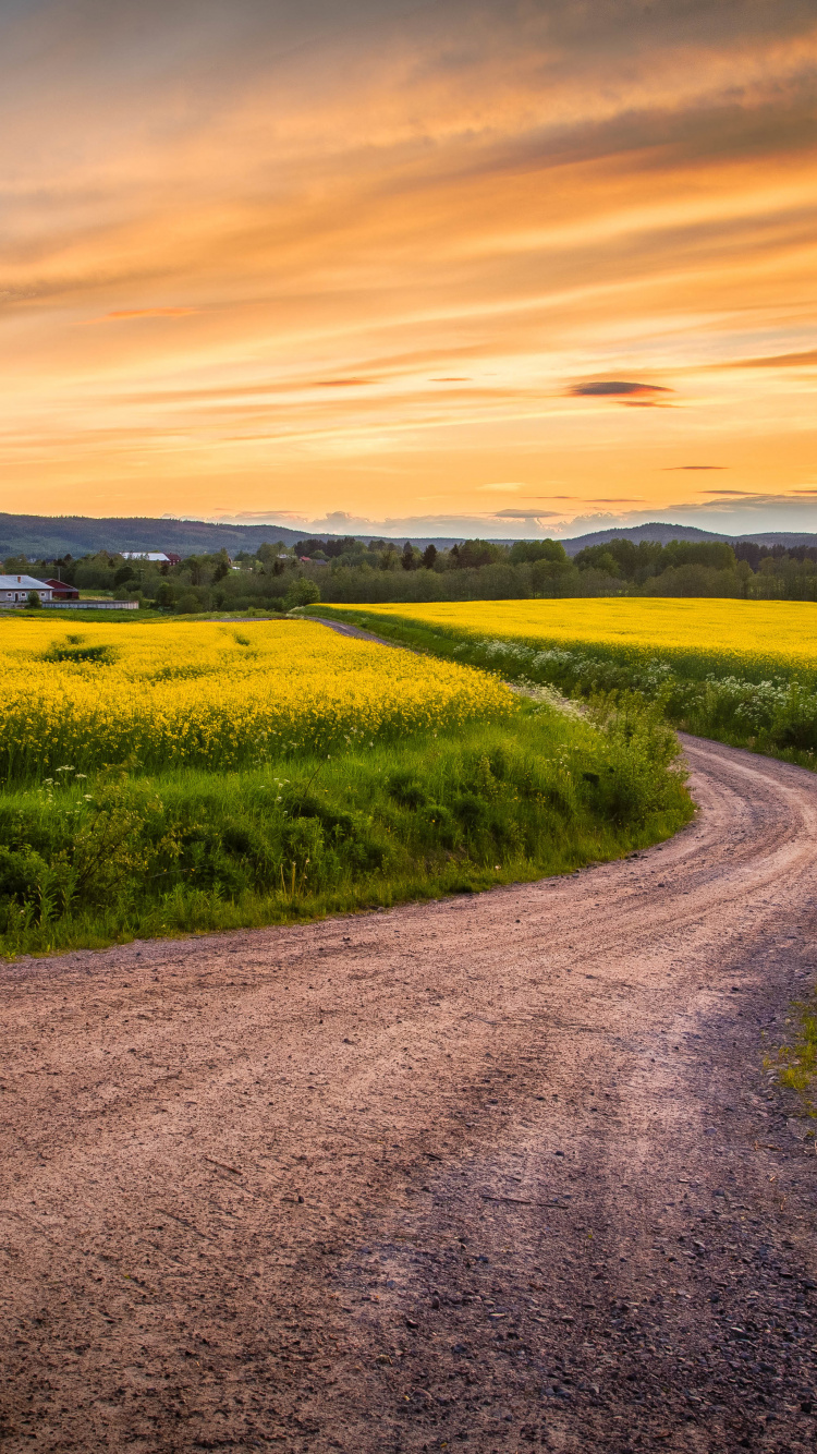 Обои горизонт, дорога, поле, закат, желтый в разрешении 750x1334