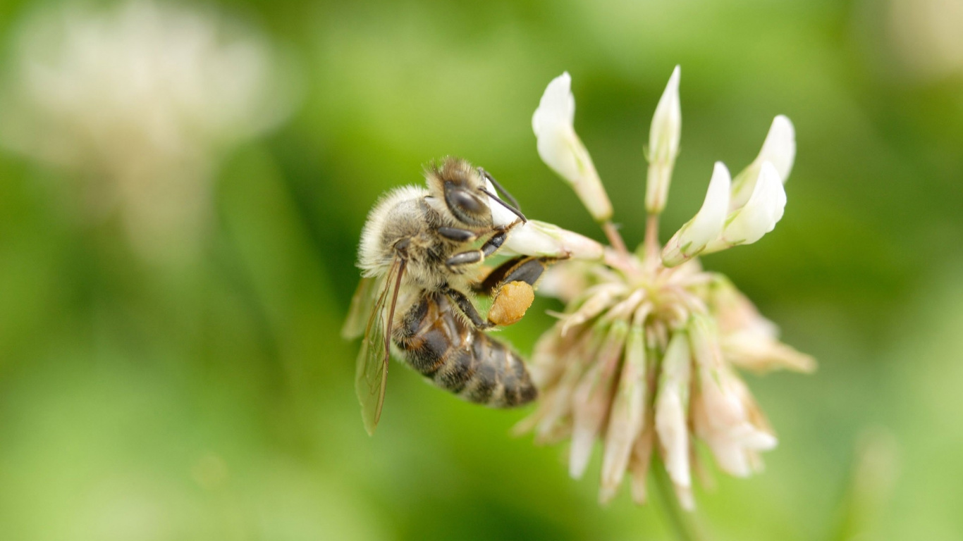 Обои насекомое, пчела, опылитель, Флора, мед пчелы в разрешении 1366x768