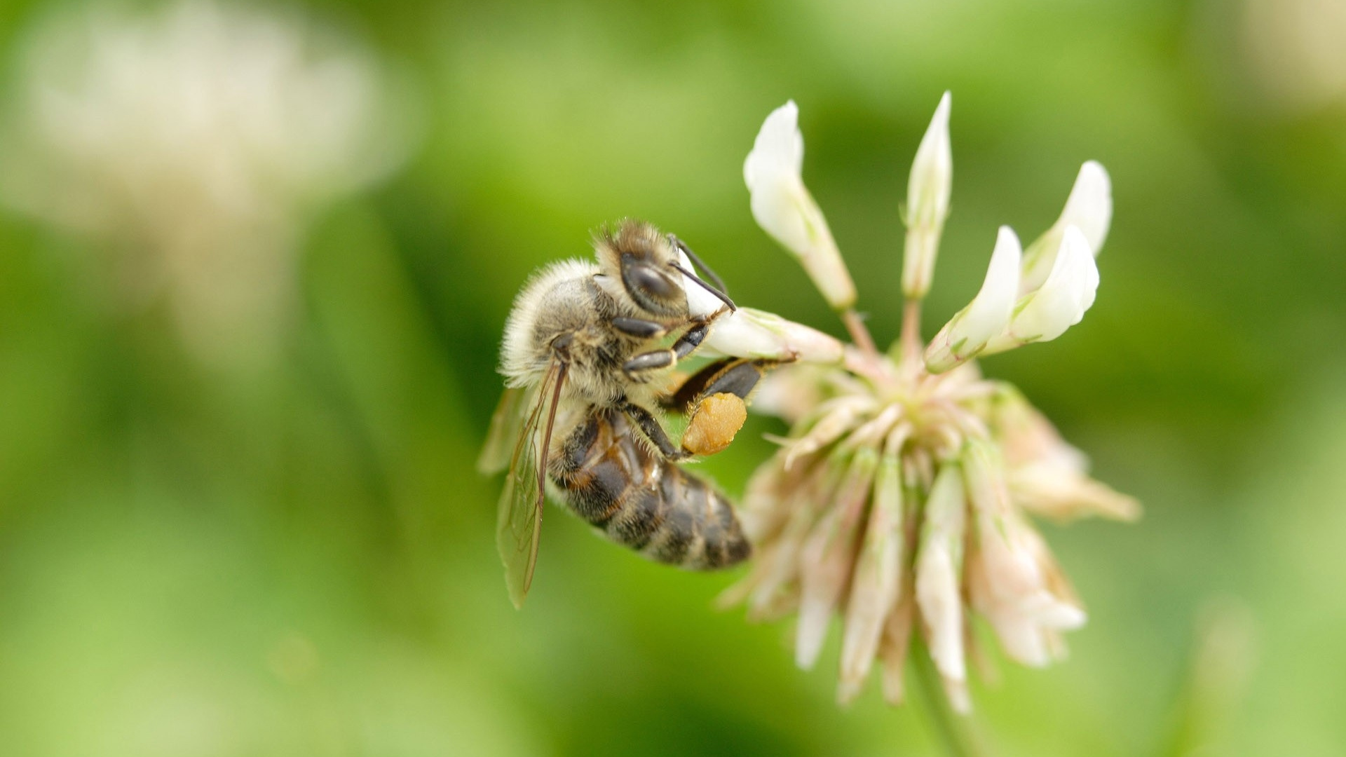 Обои насекомое, пчела, опылитель, Флора, мед пчелы в разрешении 1920x1080