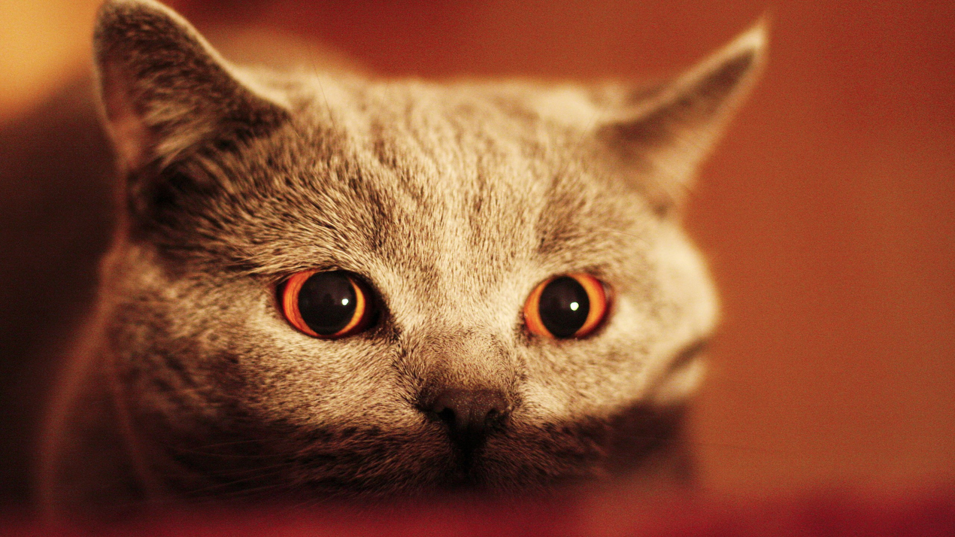 Обои кот, кошачьих, бакенбарды, морда, Национальный День Кошек в разрешении 1920x1080