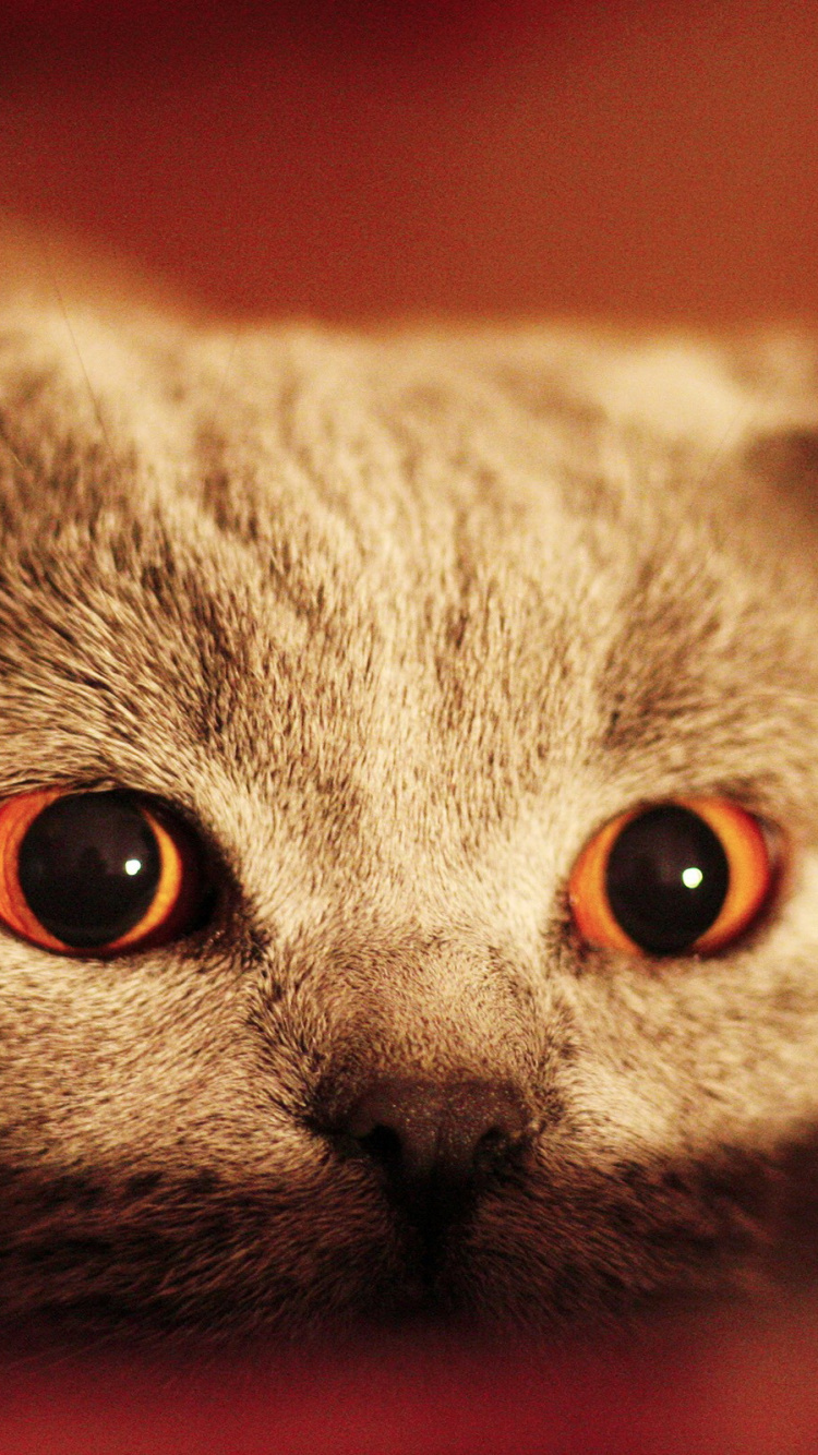 Обои кот, кошачьих, бакенбарды, морда, Национальный День Кошек в разрешении 750x1334