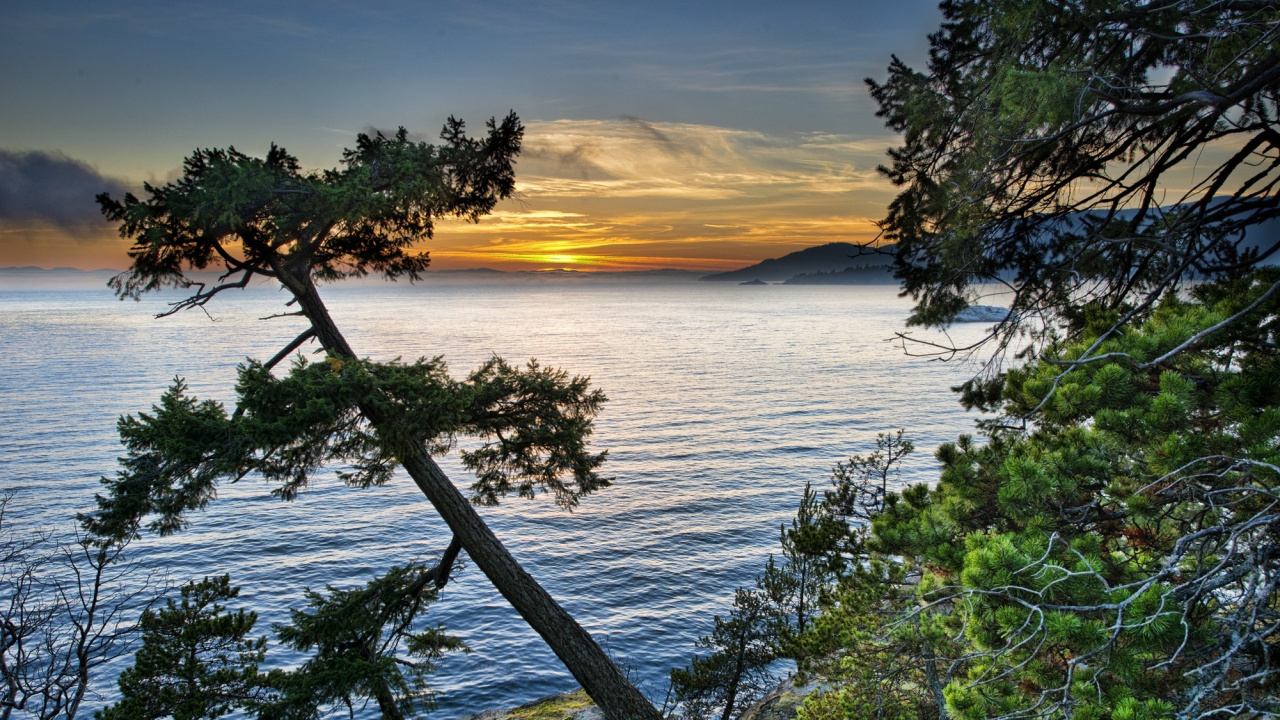 Обои вода, дерево, берег, море, побережье в разрешении 1280x720