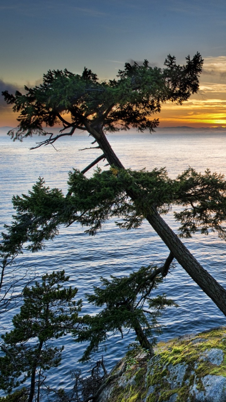 Обои вода, дерево, берег, море, побережье в разрешении 720x1280