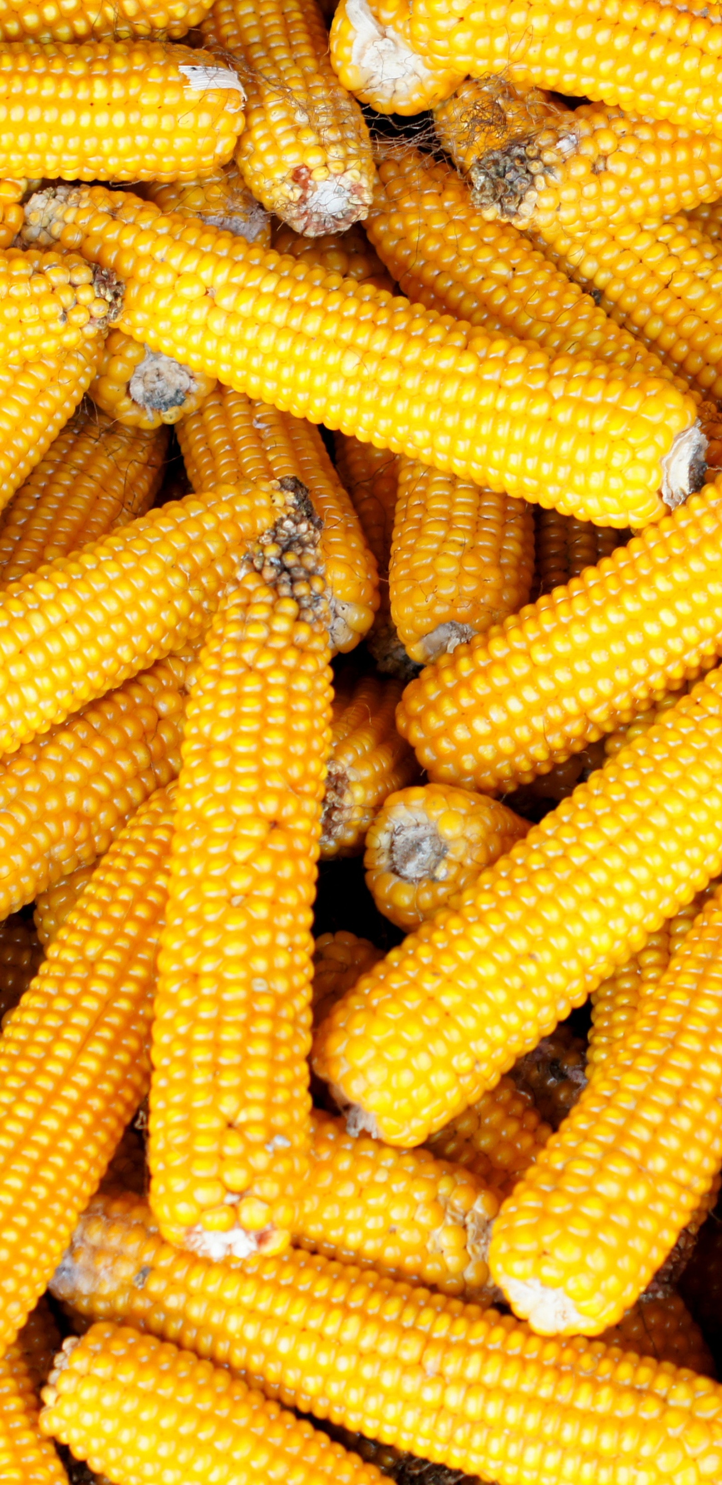 Обои сахарная кукуруза, кукуруза в початках, вегетарианская кухня, кукуруза, початок в разрешении 1440x2960