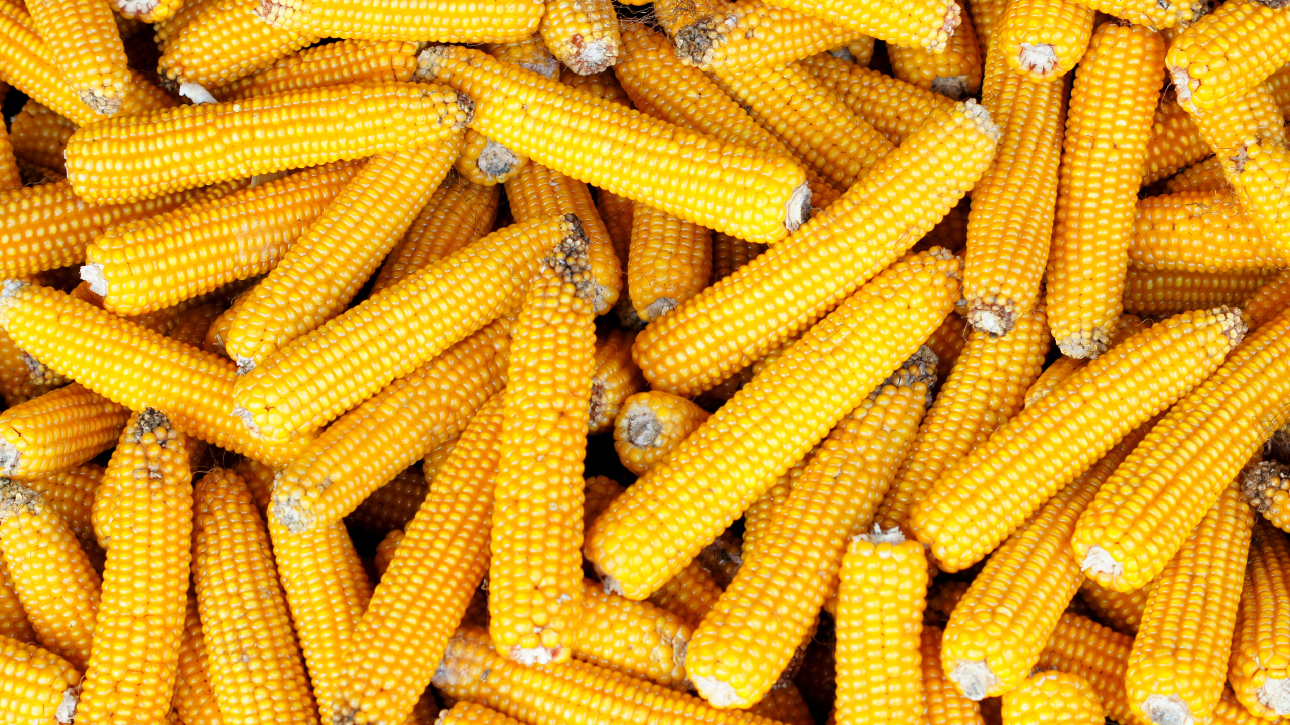 Обои сахарная кукуруза, кукуруза в початках, вегетарианская кухня, кукуруза, початок в разрешении 2560x1440
