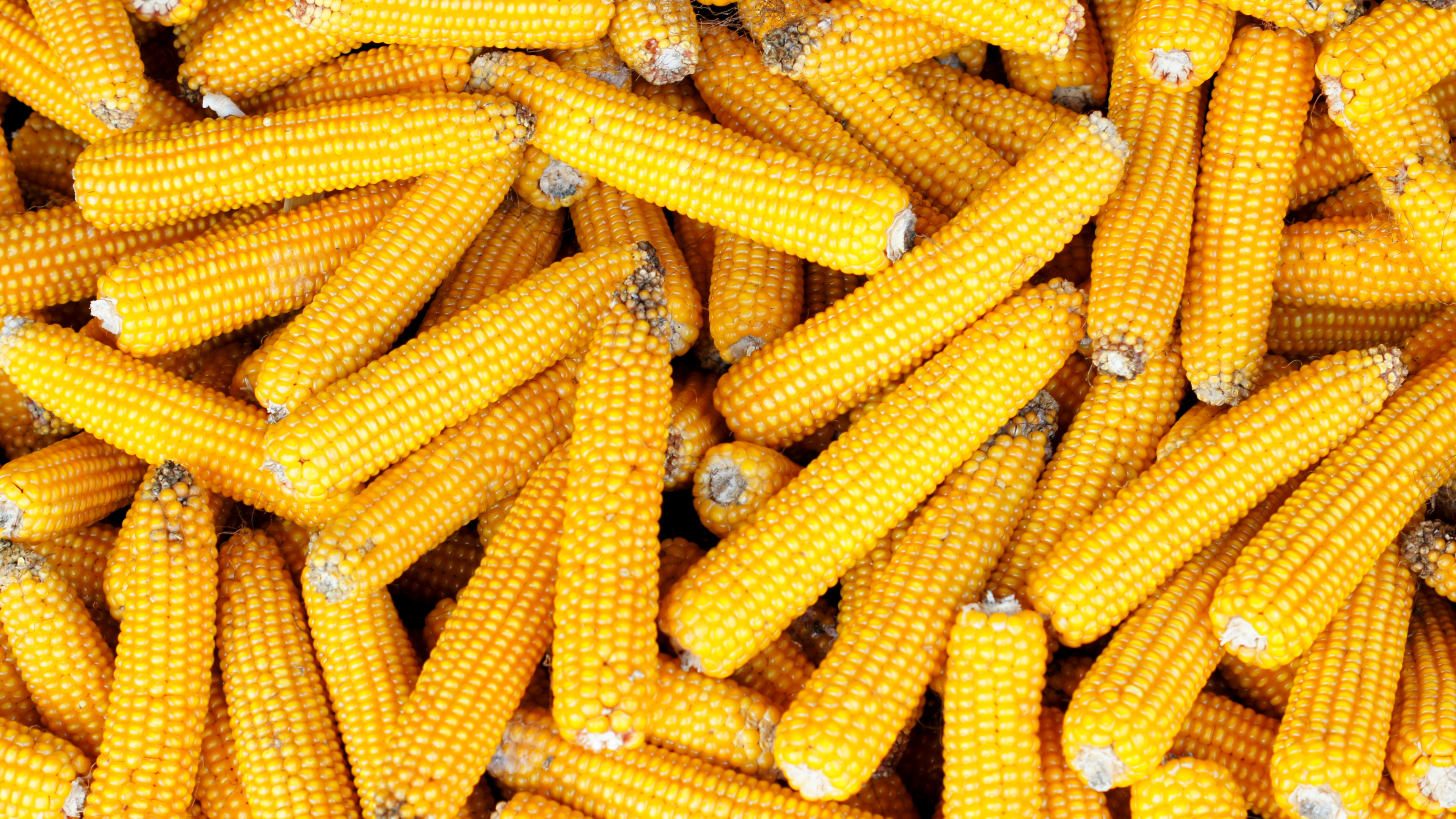 Обои сахарная кукуруза, кукуруза в початках, вегетарианская кухня, кукуруза, початок в разрешении 3840x2160