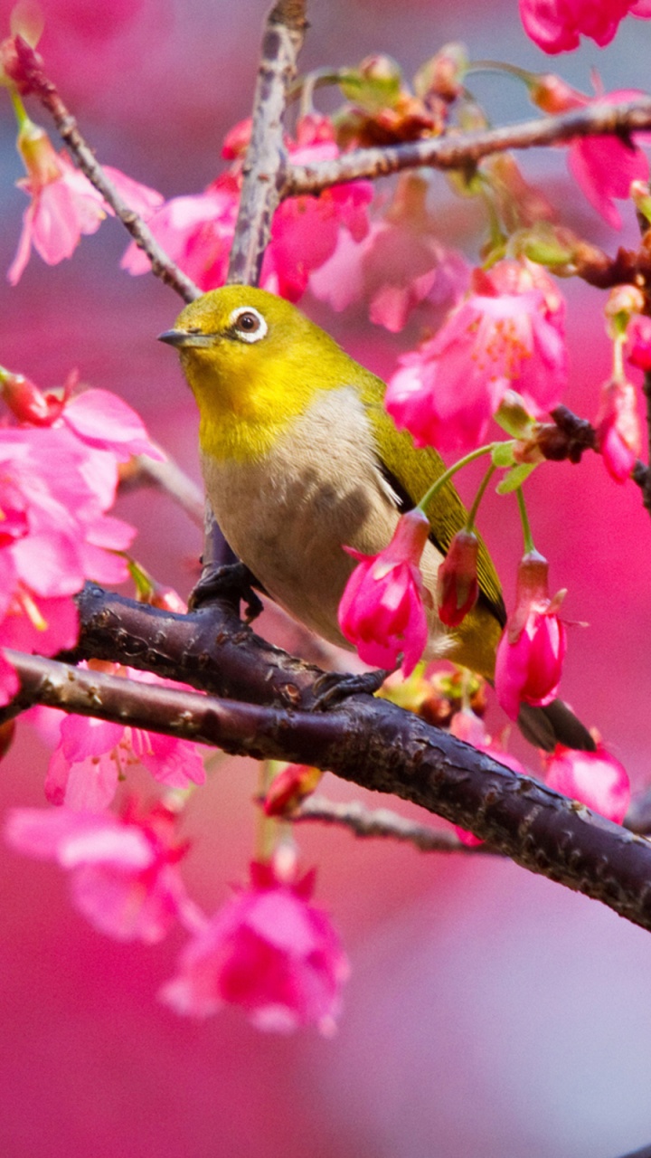 Обои расцвет, цветок, птица, розовый, весна в разрешении 720x1280