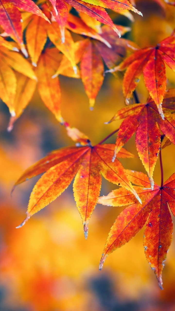 Обои осень, windows 10, дерево, лист, кленовый лист в разрешении 720x1280