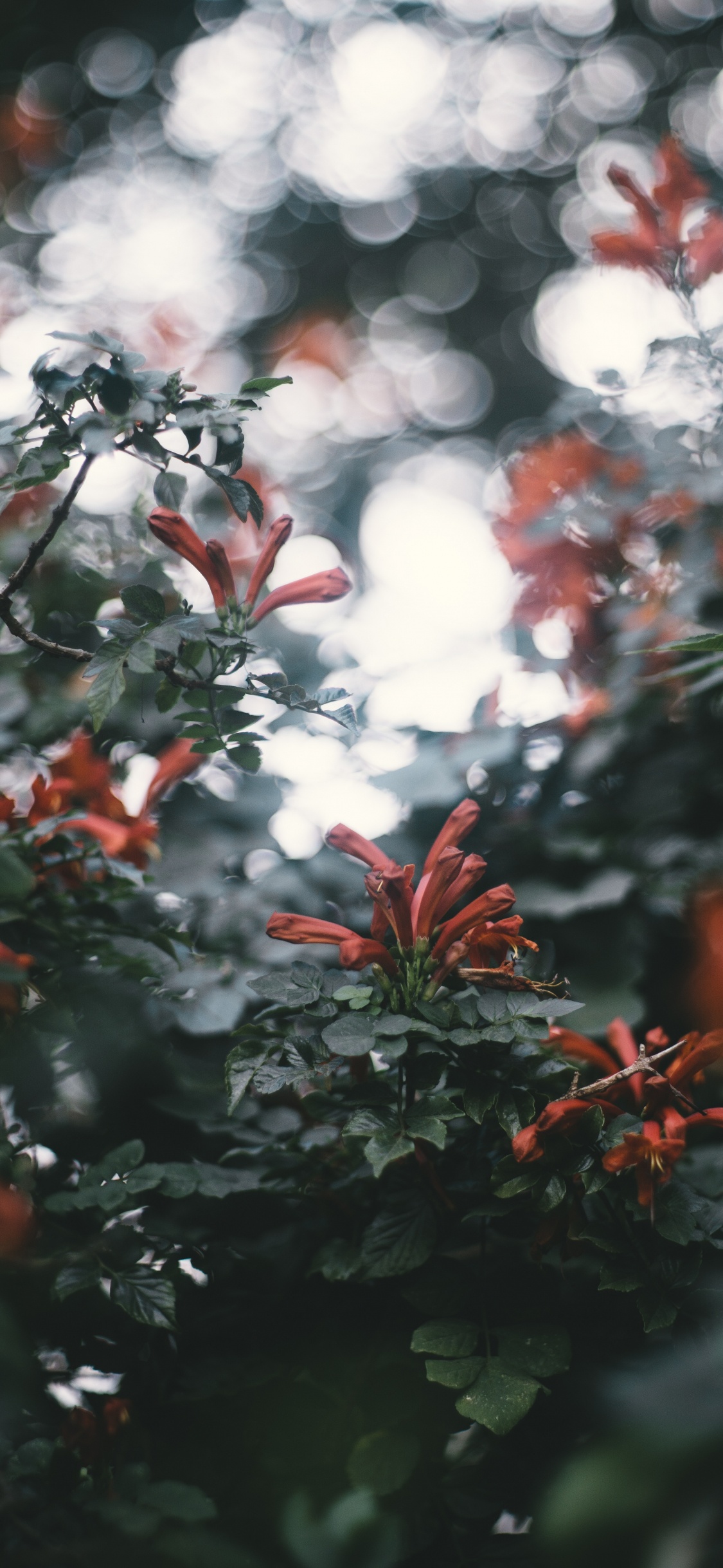 Обои цветок, красный цвет, лист, дерево, ветвь в разрешении 1125x2436