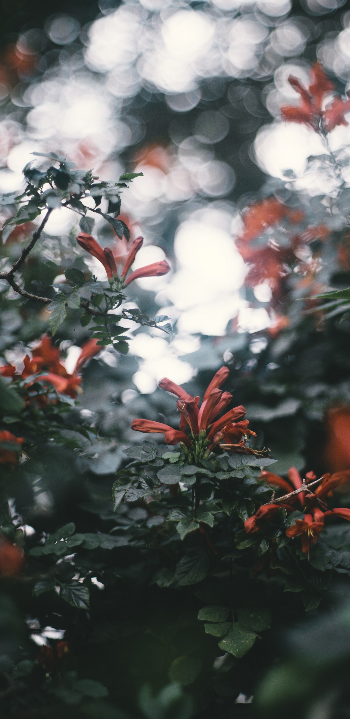 Обои цветок, красный цвет, лист, дерево, ветвь в разрешении 1440x2960