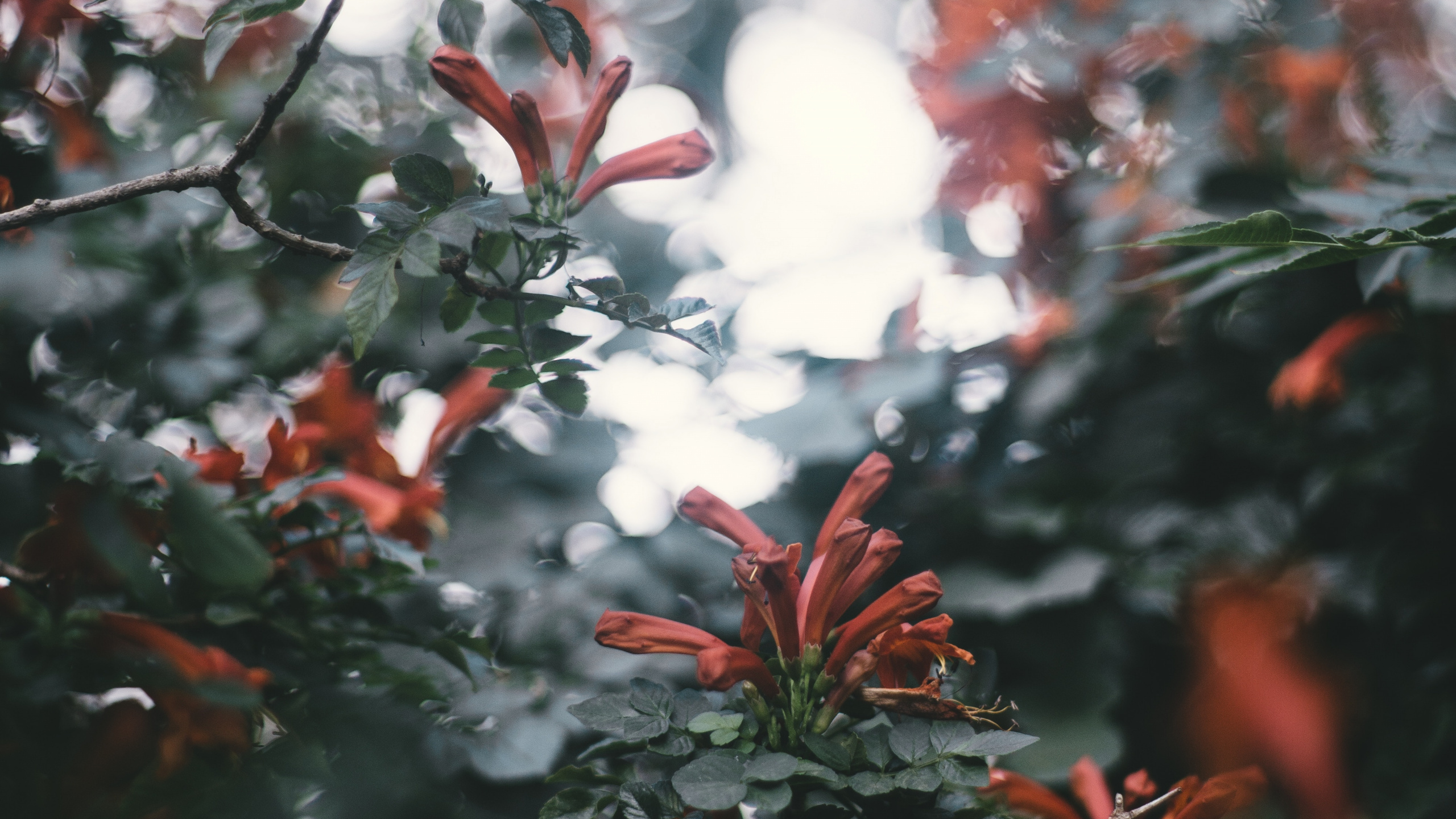 Обои цветок, красный цвет, лист, дерево, ветвь в разрешении 2560x1440