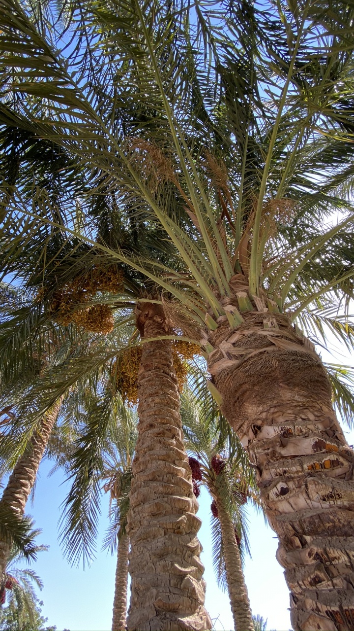 Обои финиковая пальма, Бабассу, Кокос, дерево, древесные растения в разрешении 720x1280