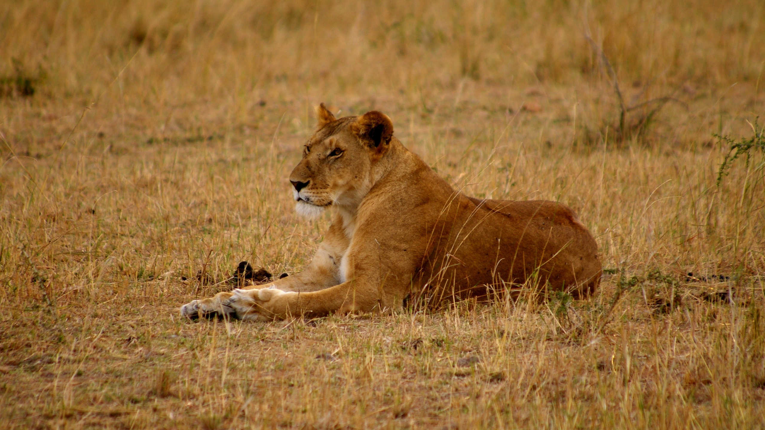 Обои Лев, сафари, живая природа, наземные животные, масаи Лев в разрешении 2560x1440