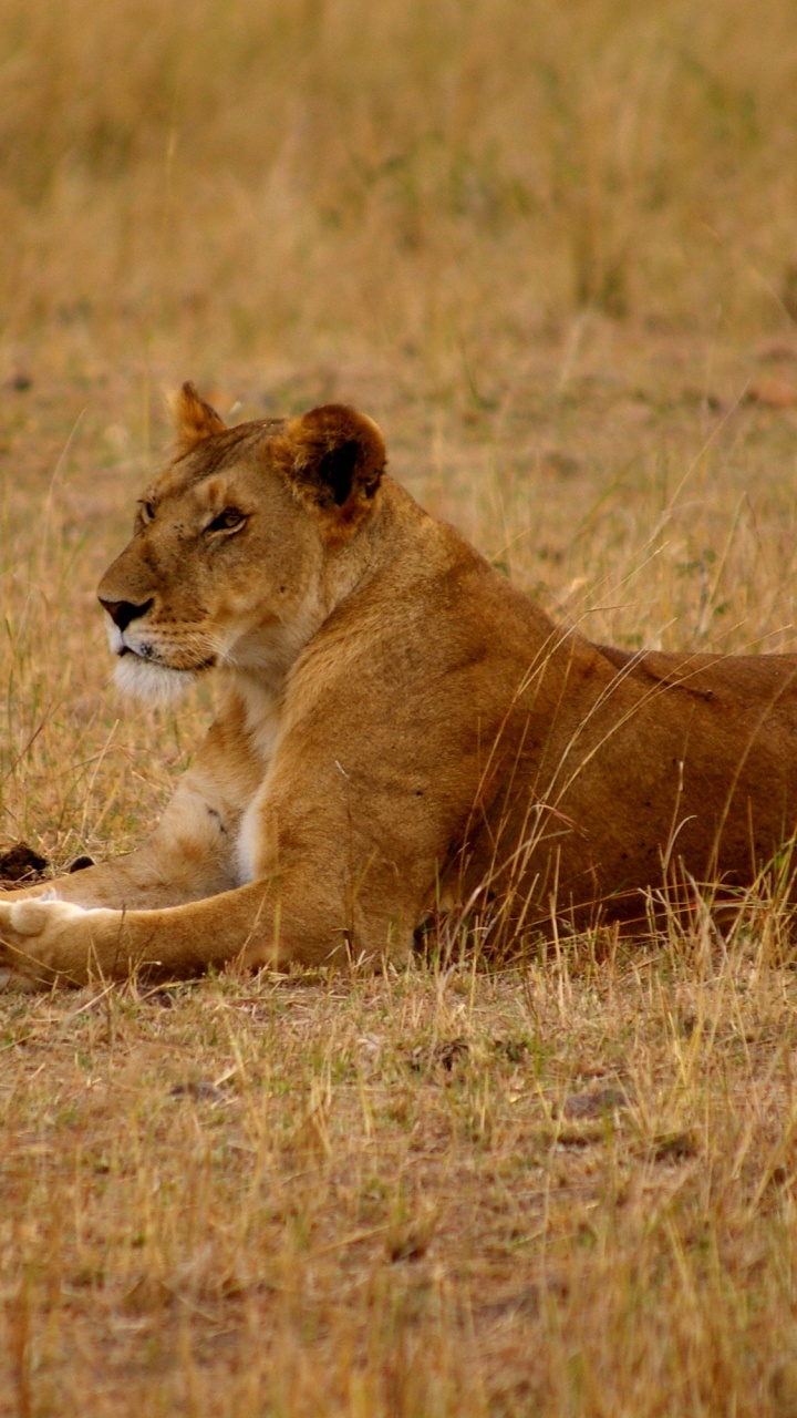 Обои Лев, сафари, живая природа, наземные животные, масаи Лев в разрешении 720x1280