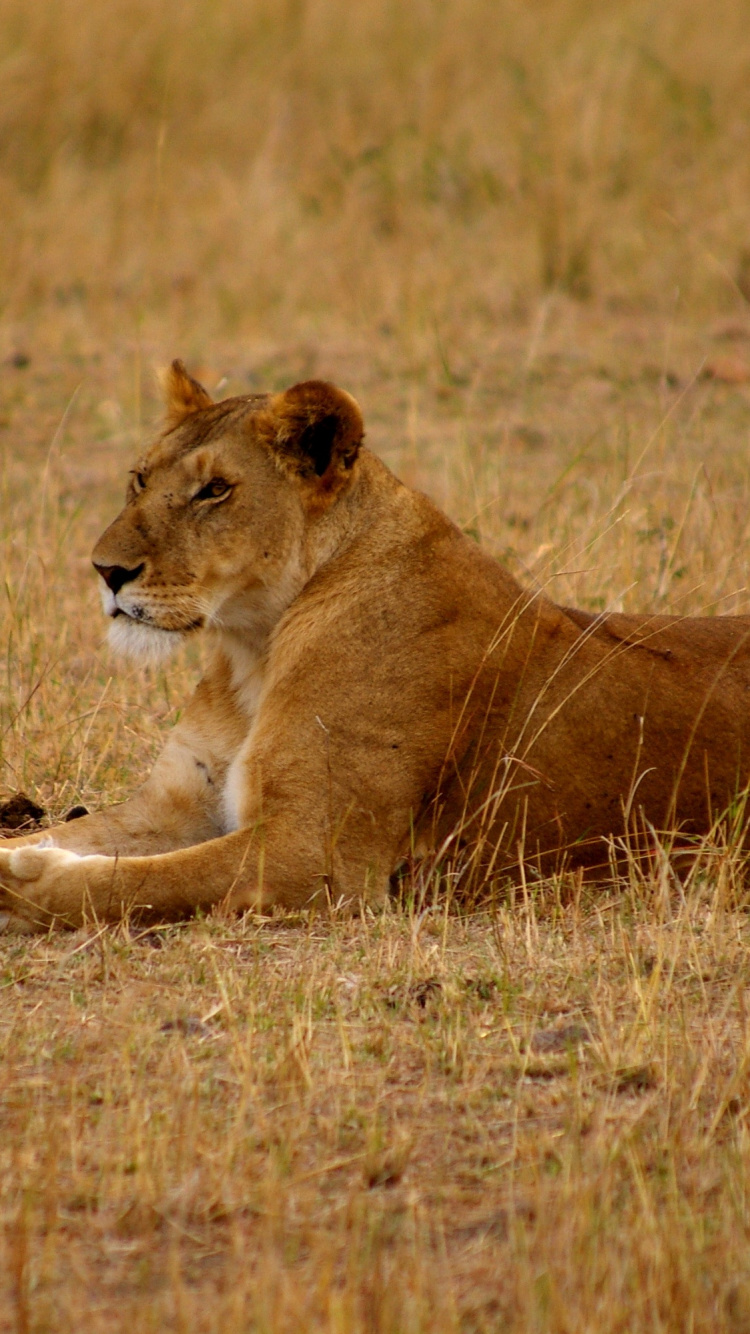 Обои Лев, сафари, живая природа, наземные животные, масаи Лев в разрешении 750x1334
