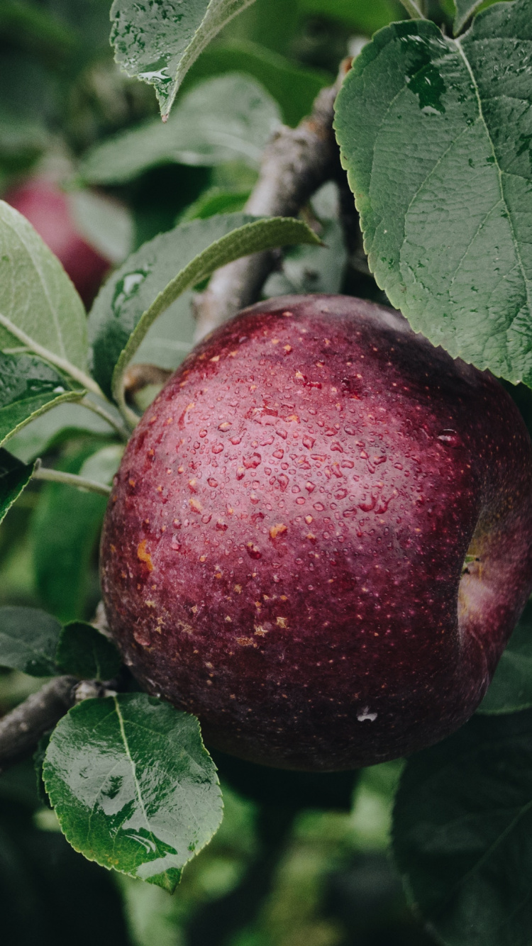 Обои apple, фруктовый сад, фрукты, растение, цветок в разрешении 750x1334