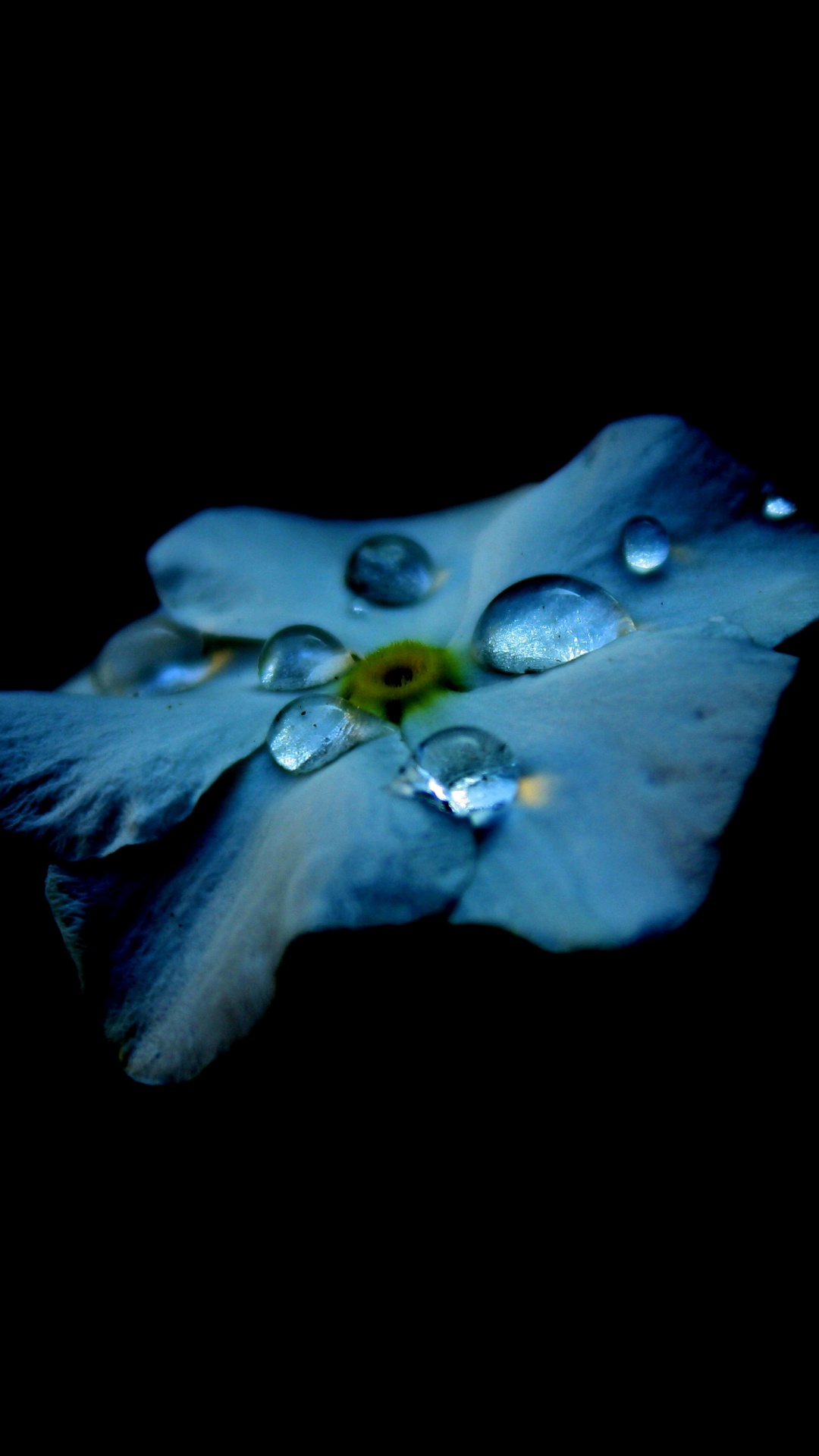 Обои синий, лазурный, растение, цветок, лепесток в разрешении 1080x1920