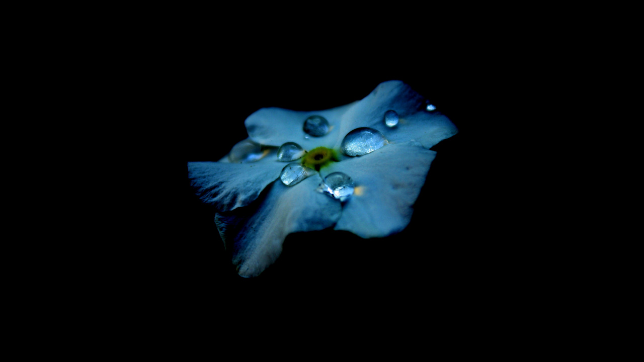 Обои синий, лазурный, растение, цветок, лепесток в разрешении 1280x720