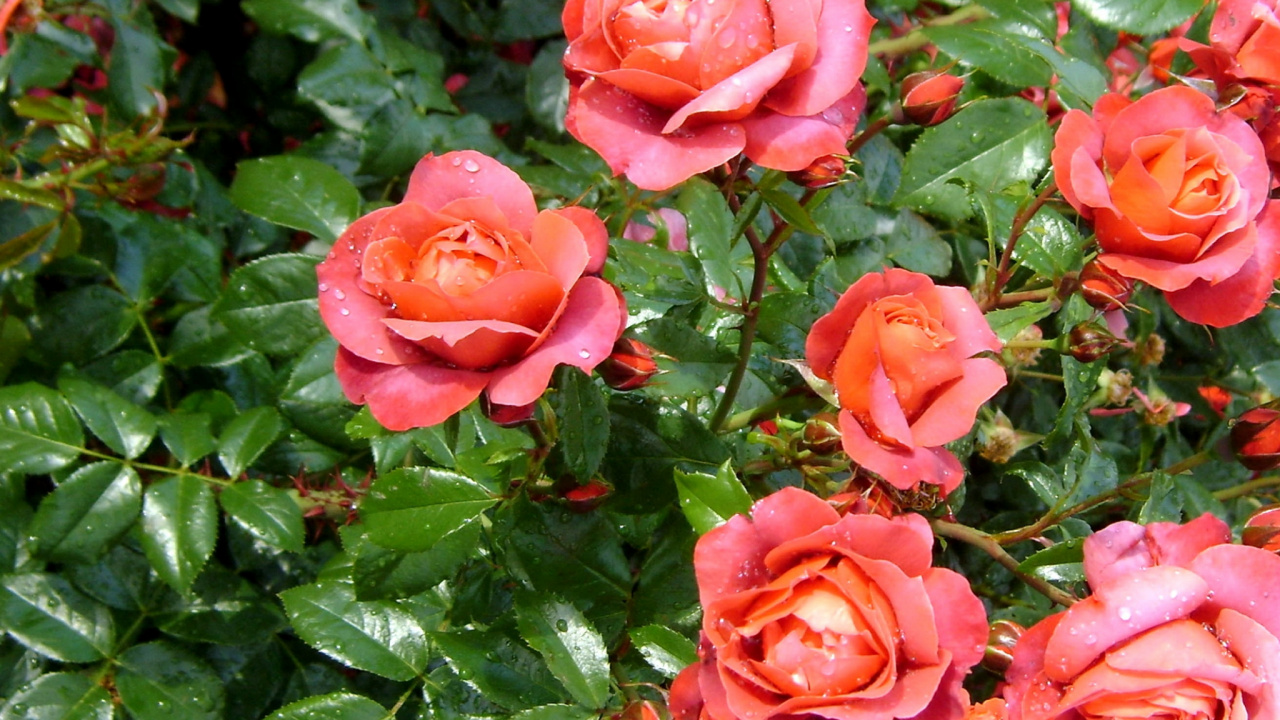 Обои сад роз, цветковое растение, флорибунда, лепесток, семья Роуз в разрешении 1280x720