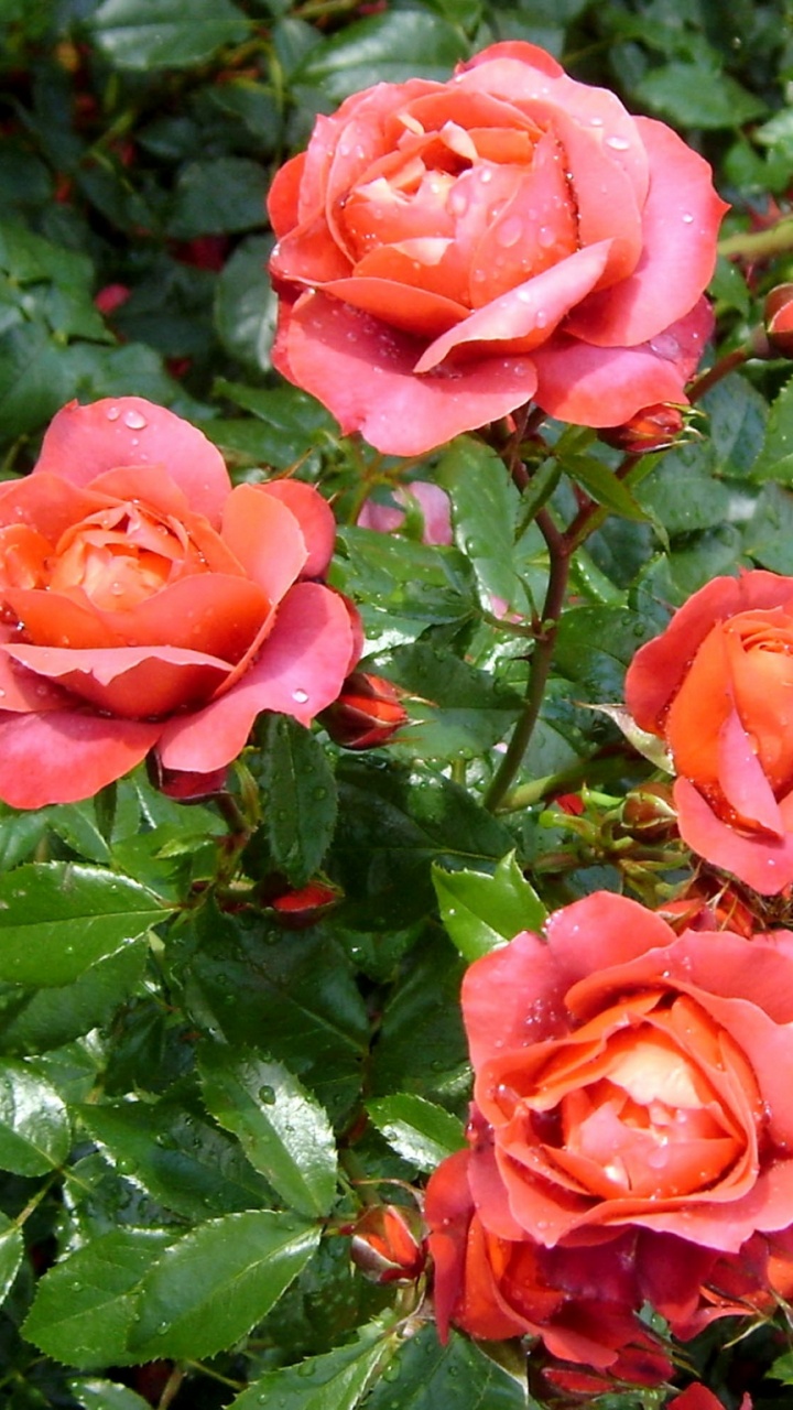 Обои сад роз, цветковое растение, флорибунда, лепесток, семья Роуз в разрешении 720x1280